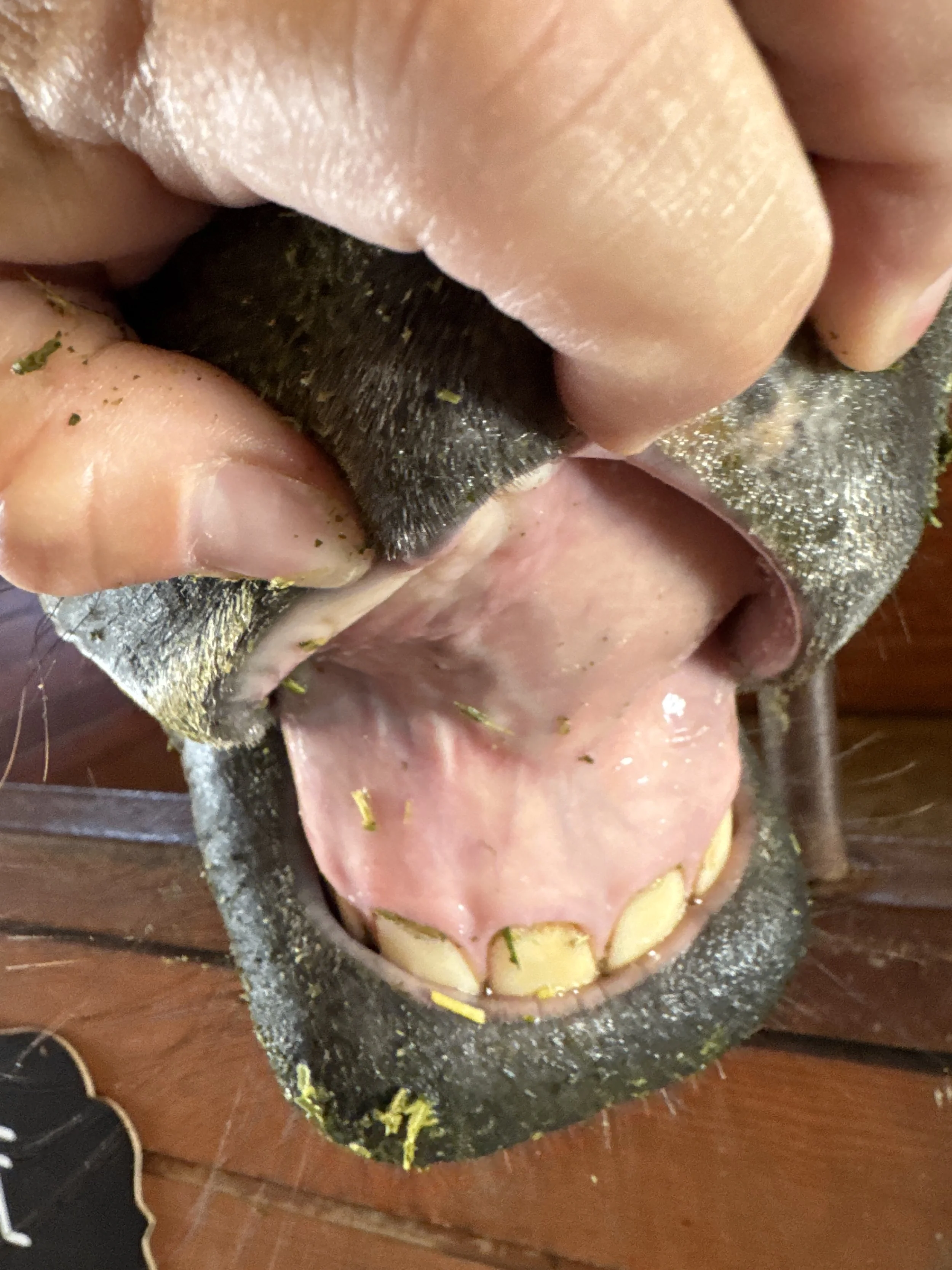 Bee's top gums mid-day Saturday.