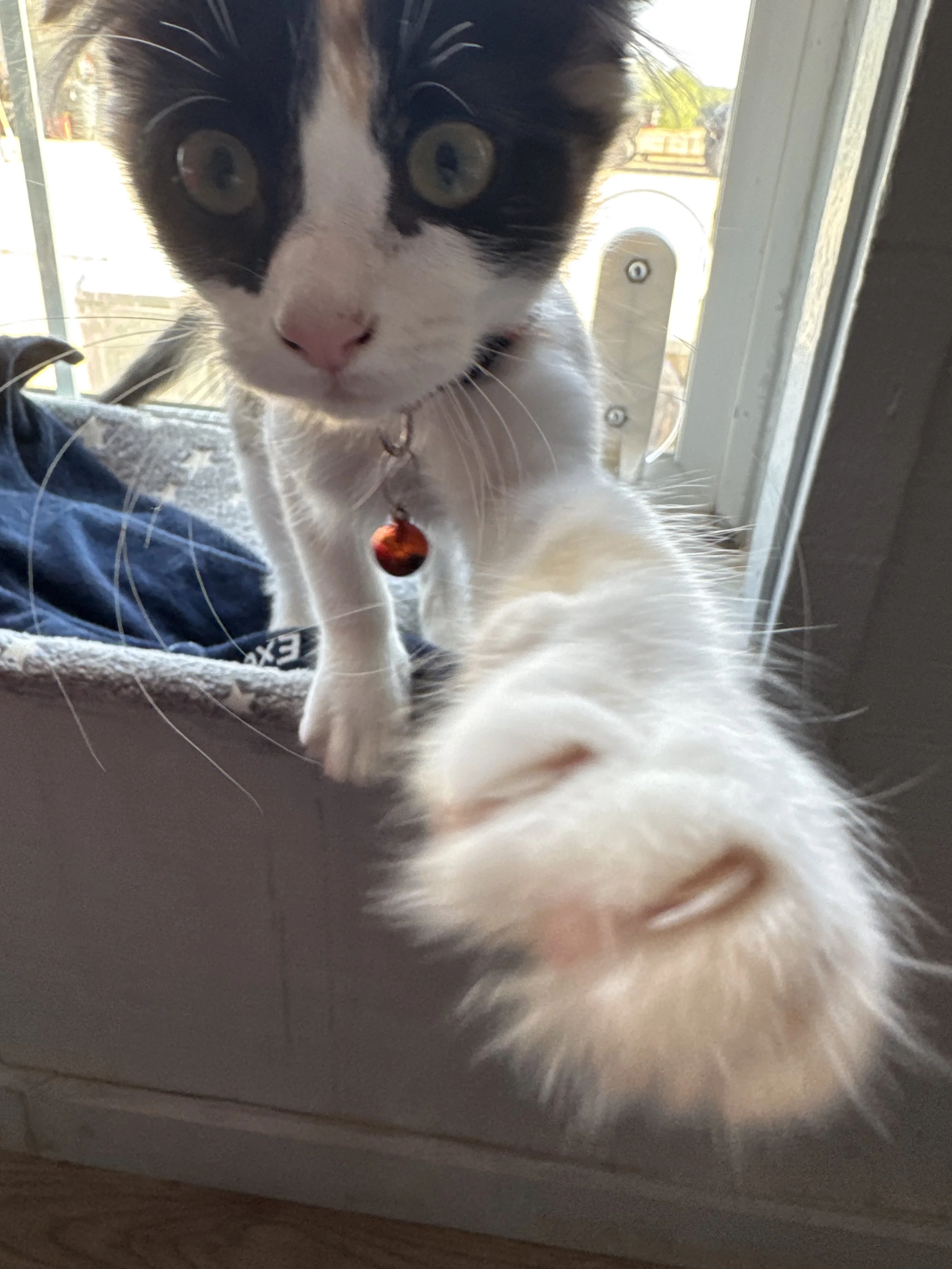 August 7, 2026: Summer Heat, Deworming, Barn Wisdom, And Birdie Update