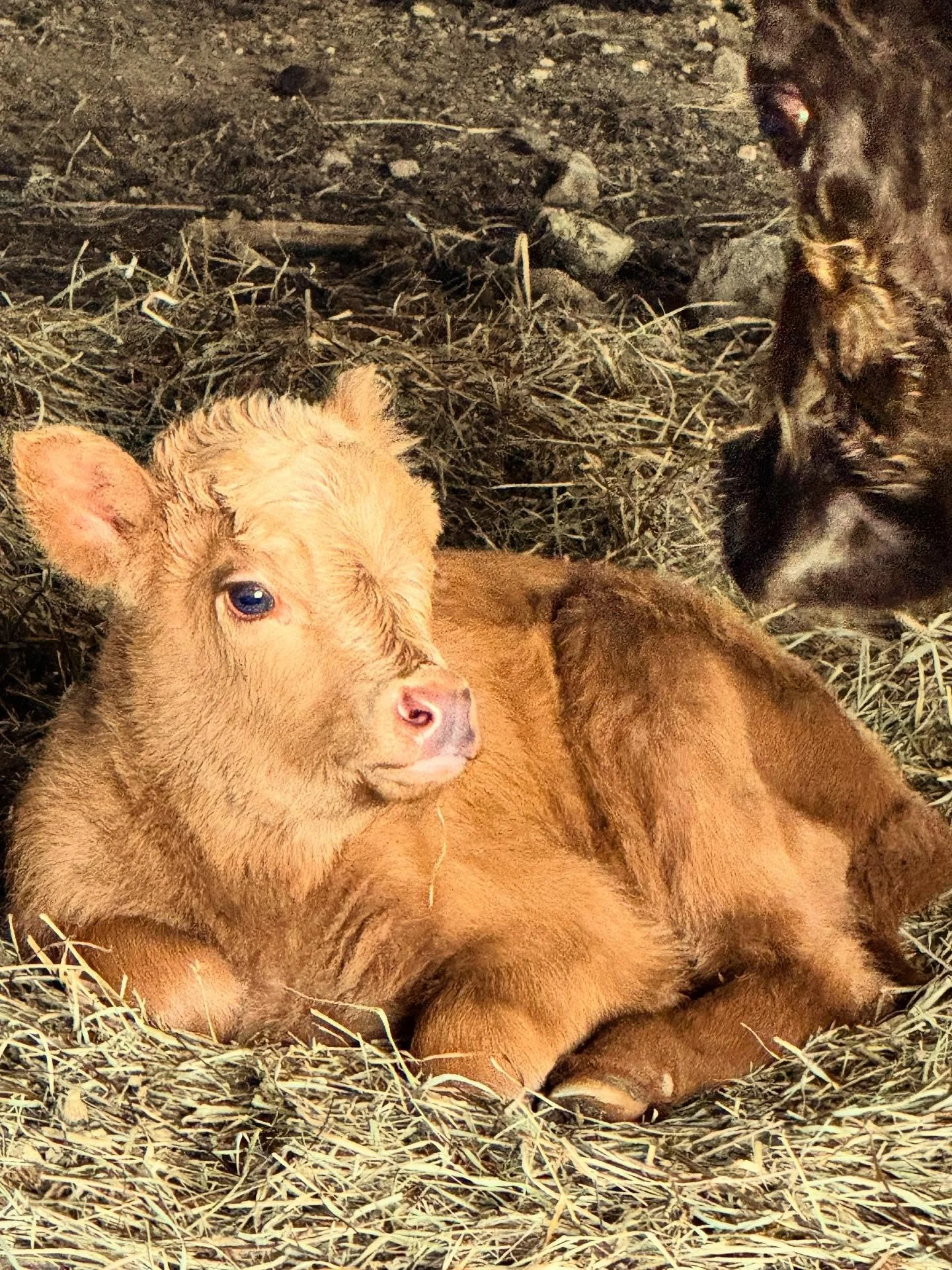 It&rsquo;s a girl!  What would you name her?  Babette, Effie, Maisy, or&hellip;.?

#highclerehall #nature #wildlife #virginiaisforlovers #newcastle #virginia #countrylife #blacksburg #farmtour #daytrip #appalachiantrail #highlands #hokies #highlander