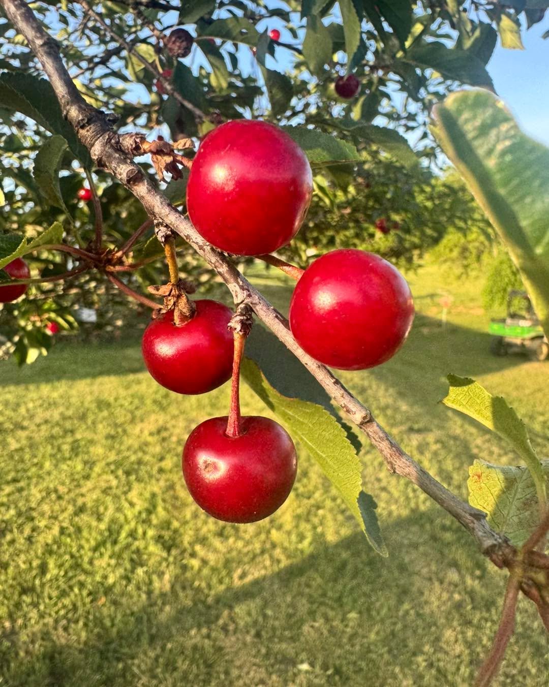 We&rsquo;ve harvested our cherries and Sandy Sowder canned them with a splash of Red Breast Irish Whiskey for good measure.

@redbreastus @redbreastirishwhiskey 
#highclerehall #virginiaisforlovers #redbreast #virginiatech #countrylife #virginia #day