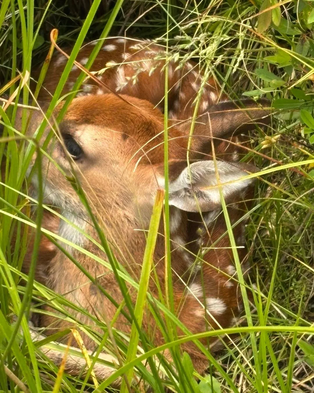 Fawns are being &ldquo;spotted&rdquo; all over Highclere Hall. 🦌

#highclerehall #nature #wildlife #virginiaisforlovers #newcastle #virginia #countrylife #blacksburg #agritourism #daytrip #appalachiantrail #highlands #hokies #highlanders #radforduni