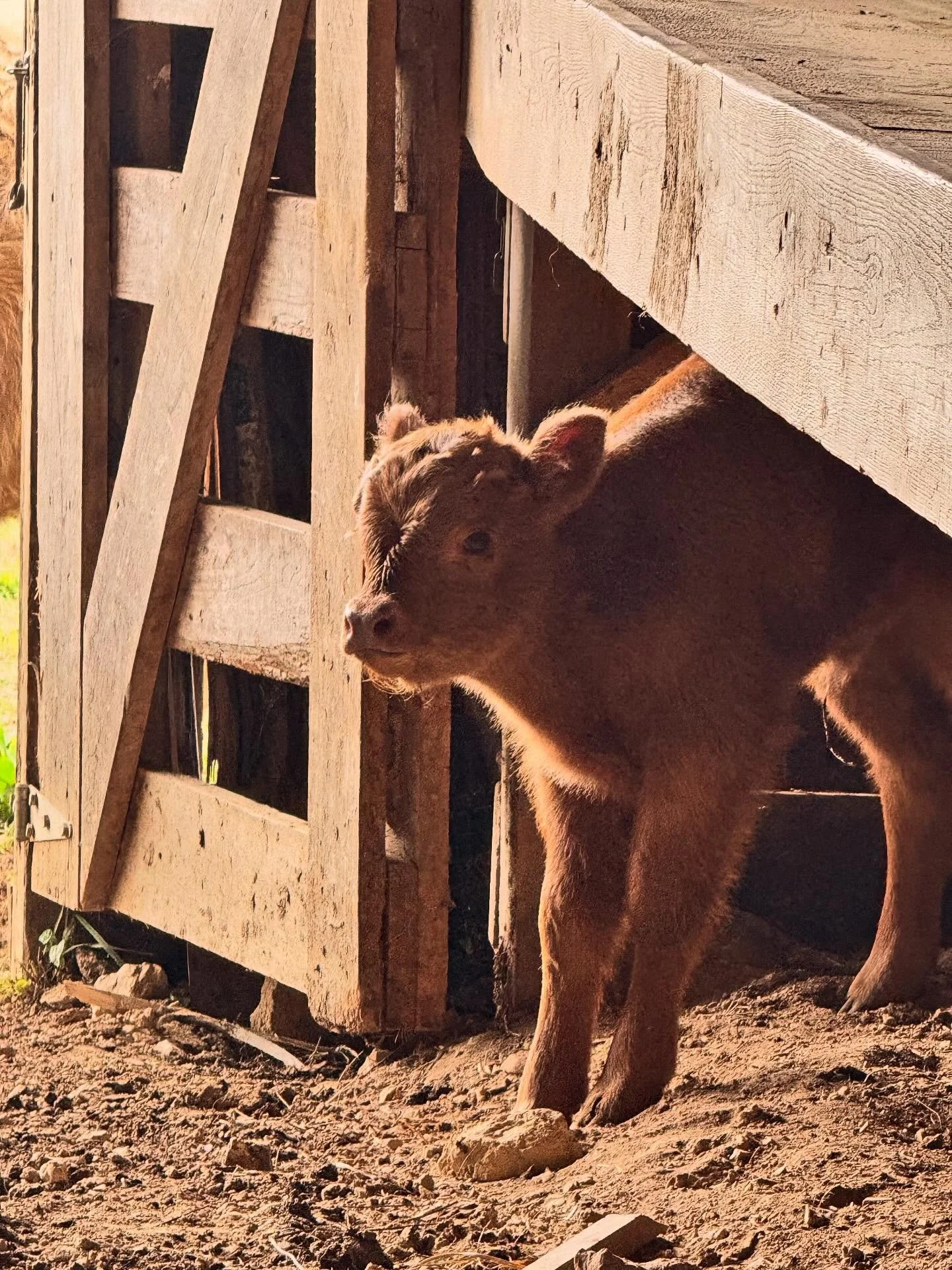 Maisie gets a name, swinging into the future, fiery sunset over twin chimneys, and the turkey trot.

#highclerehall #nature #wildlife #virginiaisforlovers #newcastle #virginia #countrylife #blacksburg #farmtour #daytrip #appalachiantrail #highlands #