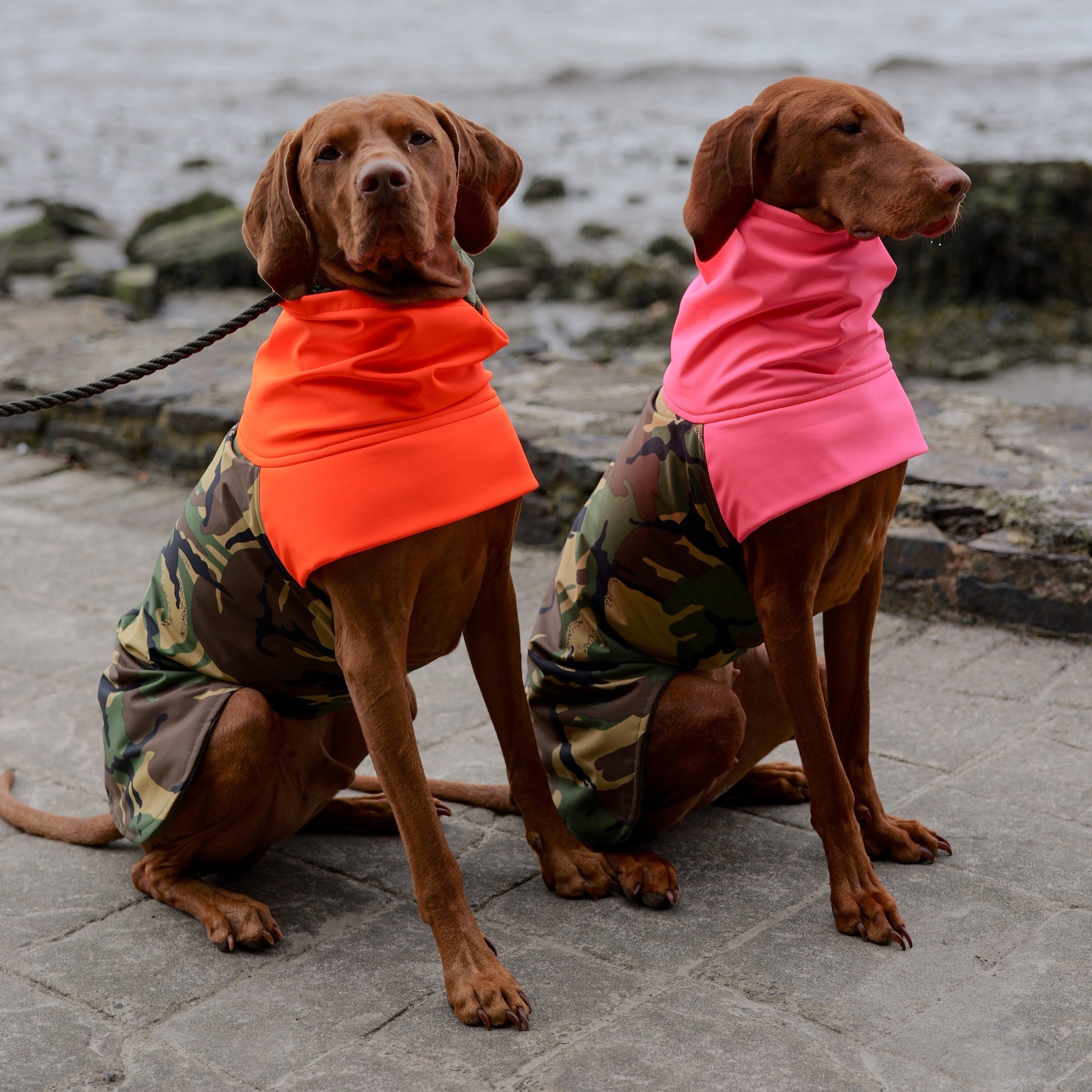 Two Vizslas wearing Dashwood Dog Neon Brights - Design Your Own Bespoke Waterproof All Weather Coat