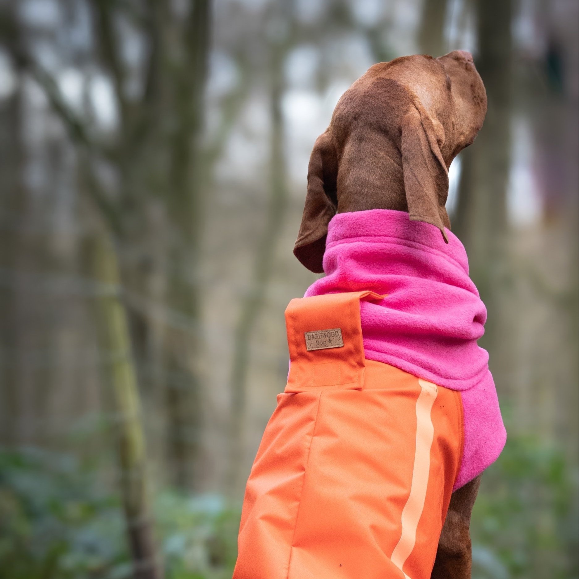 A Vizsla wearing a Dashwood Dog Orange/pink bespoke coat - waterproof back & fleece snood