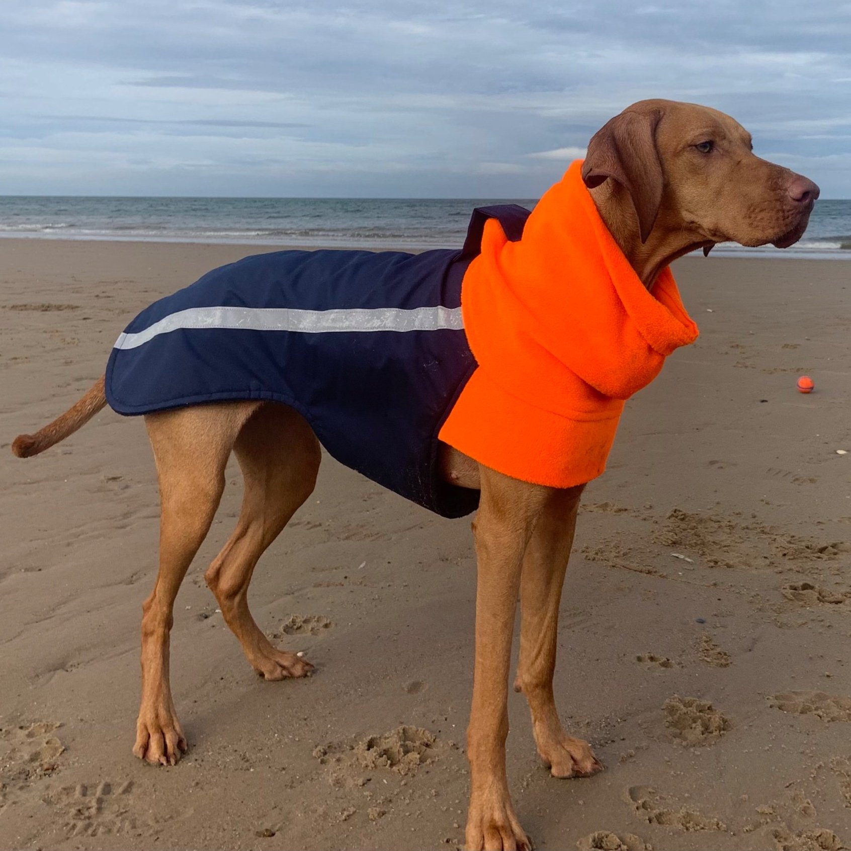 A Hungarian Vizsla Dog on the beach wearing a Dashwood Dog Navy/hi-viz orange coat - waterproof back & fleece snood