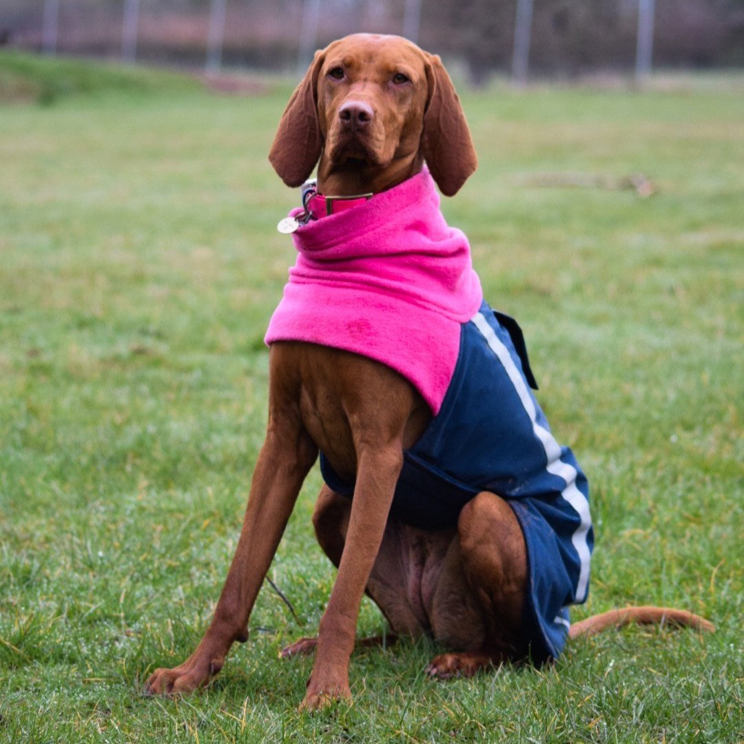 A Vizsla wearing a Dashwood Dog Navy/pink bespoke coat - waterproof back & fleece snood