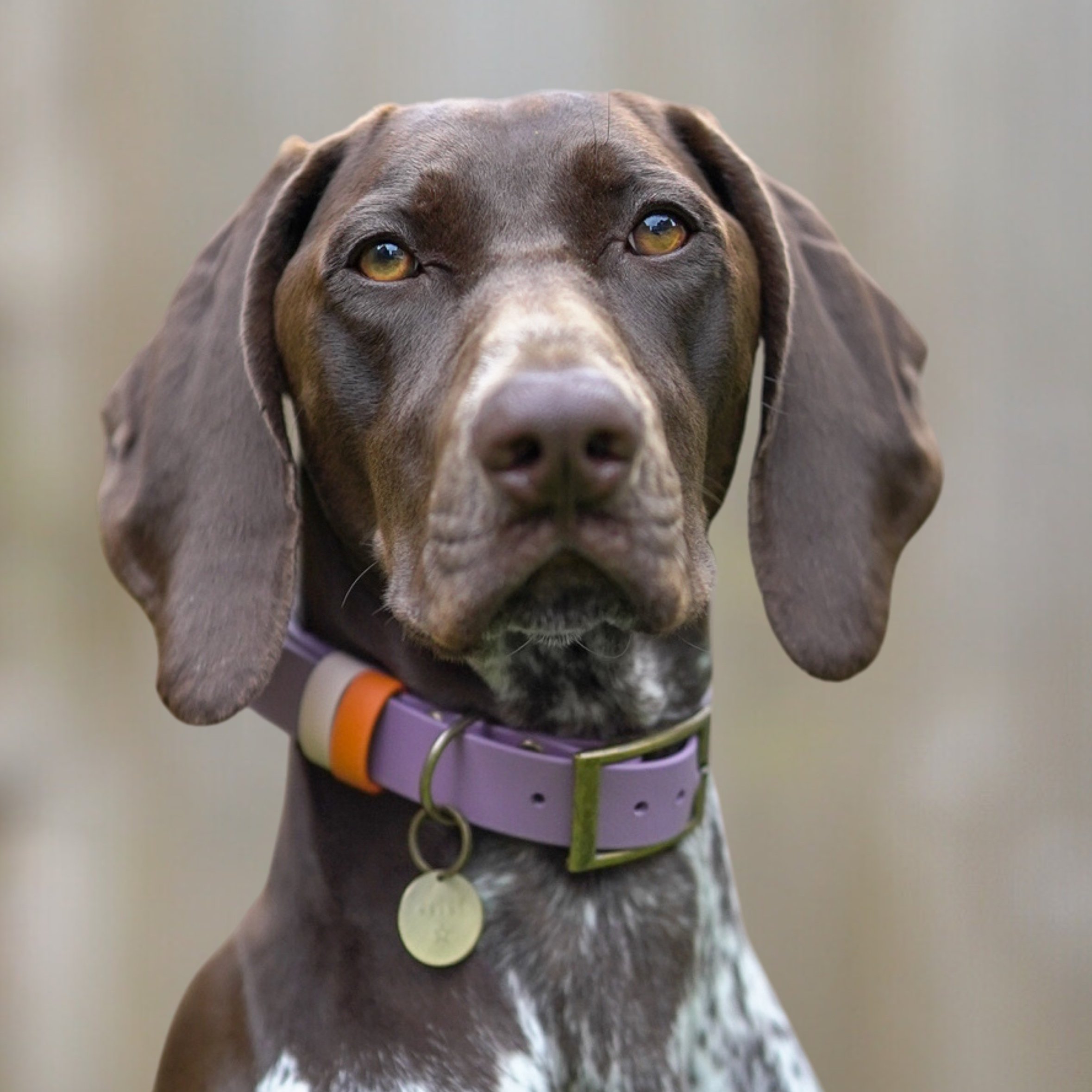 Dog wearing a Dashwood Dog Lavender Double Keeper Waterproof Biothane® Collar