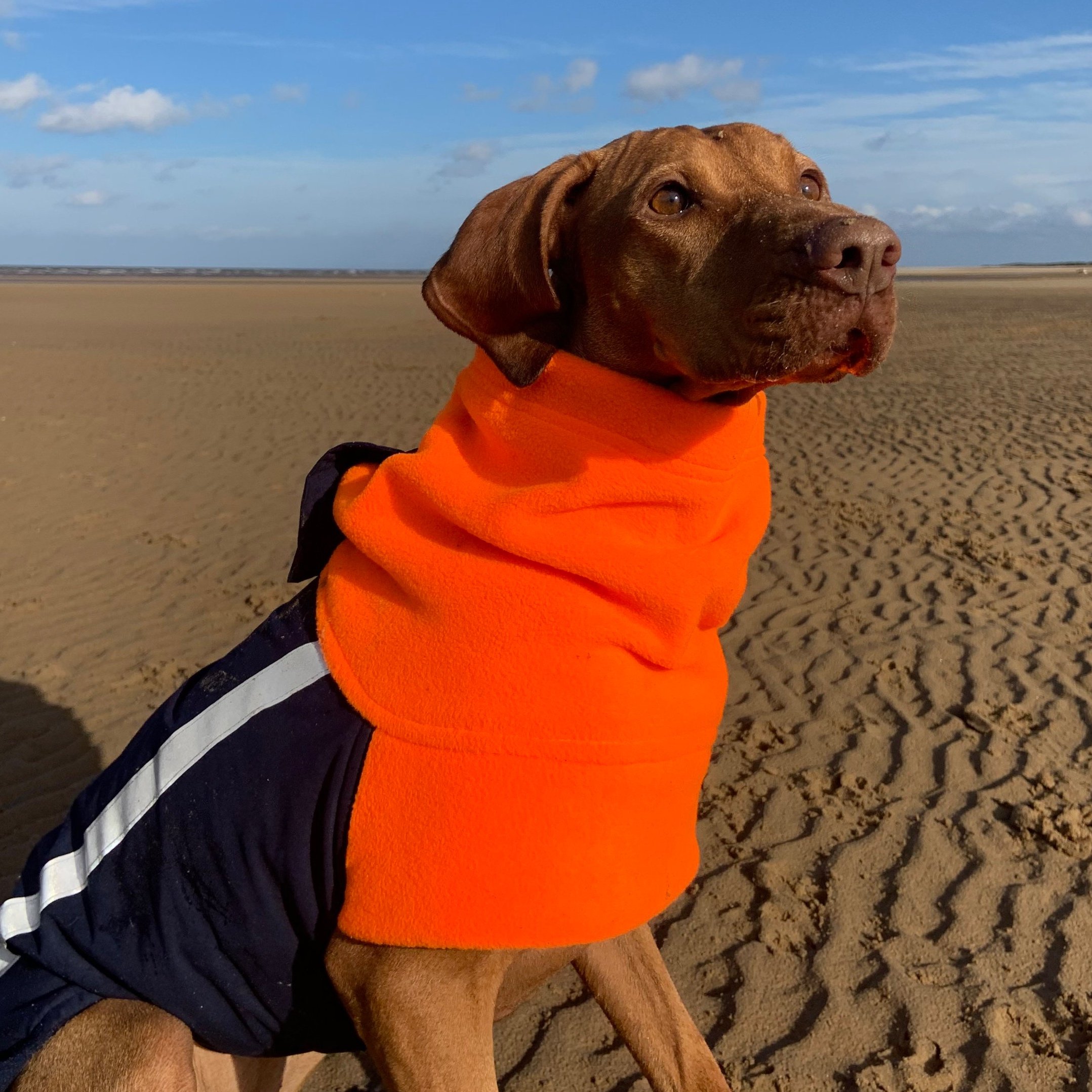 A Hungarian Vizsla Dog on the beach wearing a Dashwood Dog Navy/hi-viz orange coat - waterproof back & fleece snood