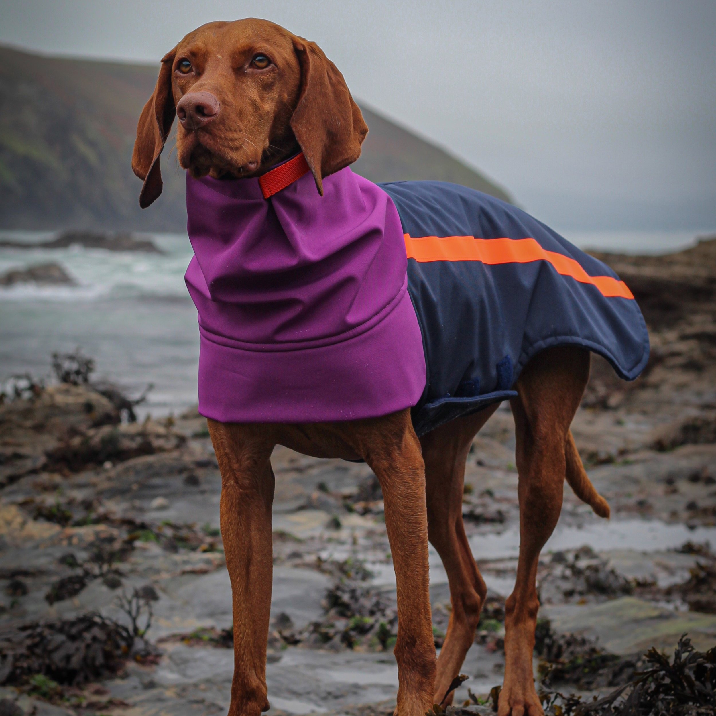 A Vizsla wearing a Dashwood Dog Navy blue/Orchid Bespoke Waterproof All Weather Coat