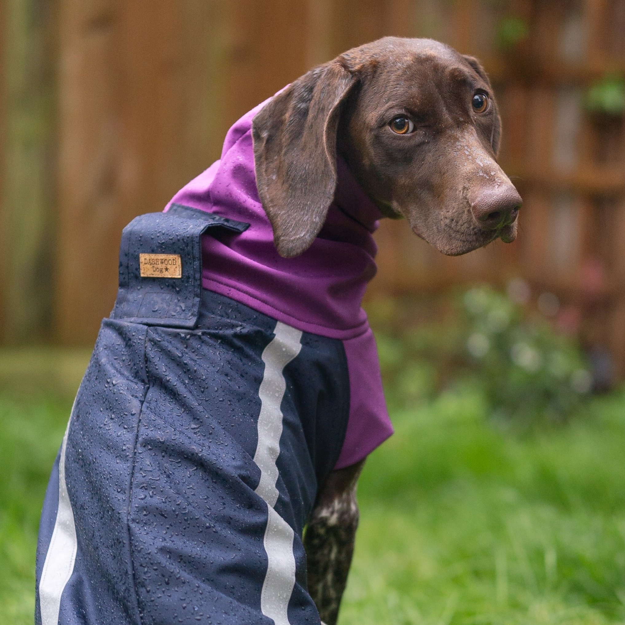A GSP wearing a Dashwood Dog Navy blue/Orchid Bespoke Waterproof All Weather Coat