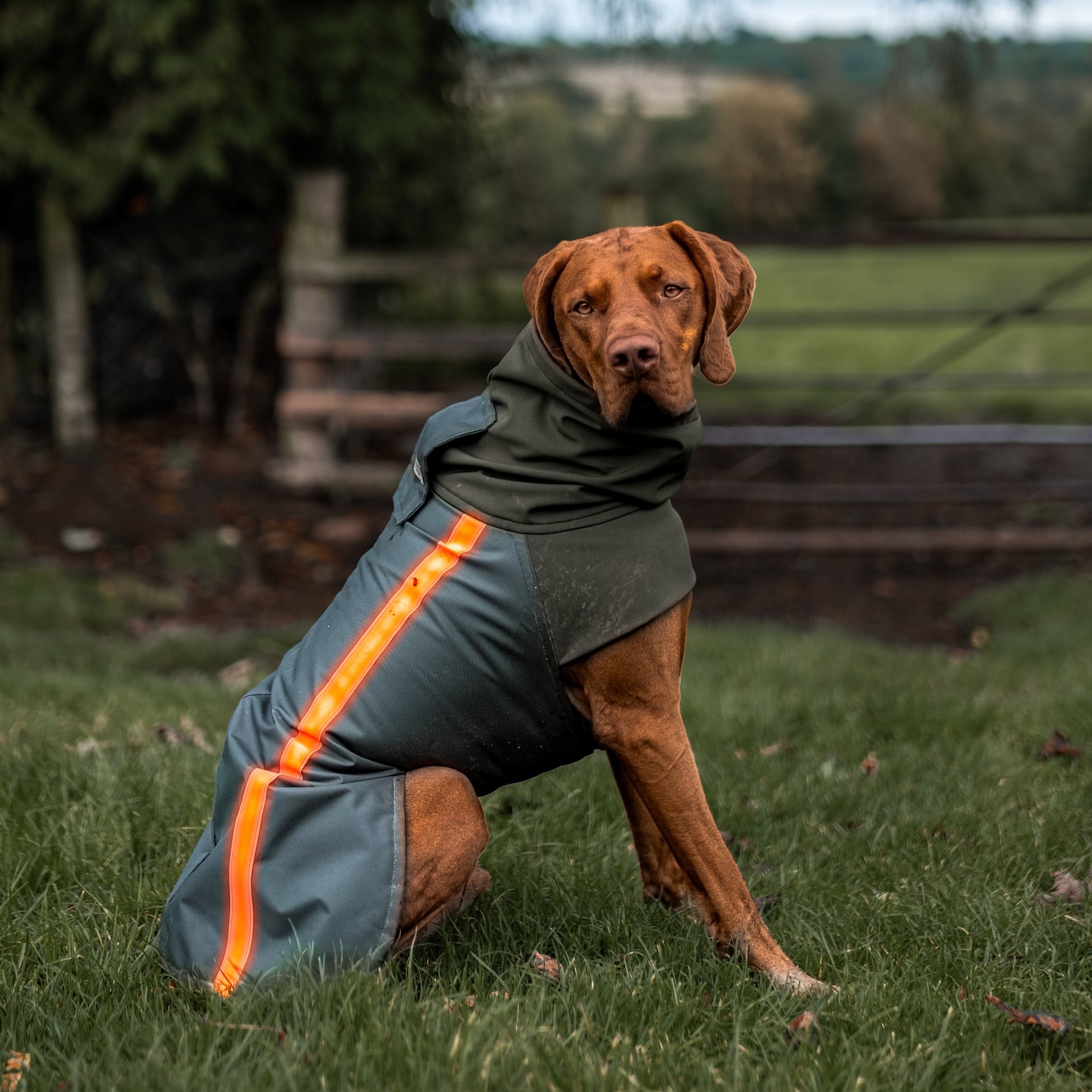 A Vizsla wearing a Dashwood Dog Olive Green Bespoke Waterproof All Weather Coat