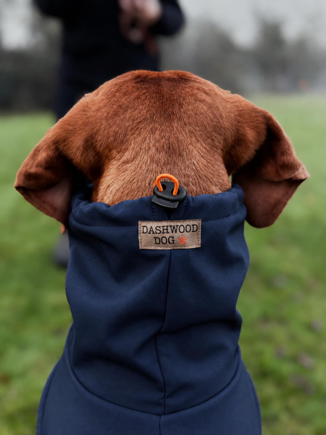 Dashwood Dog in the Meadow.png