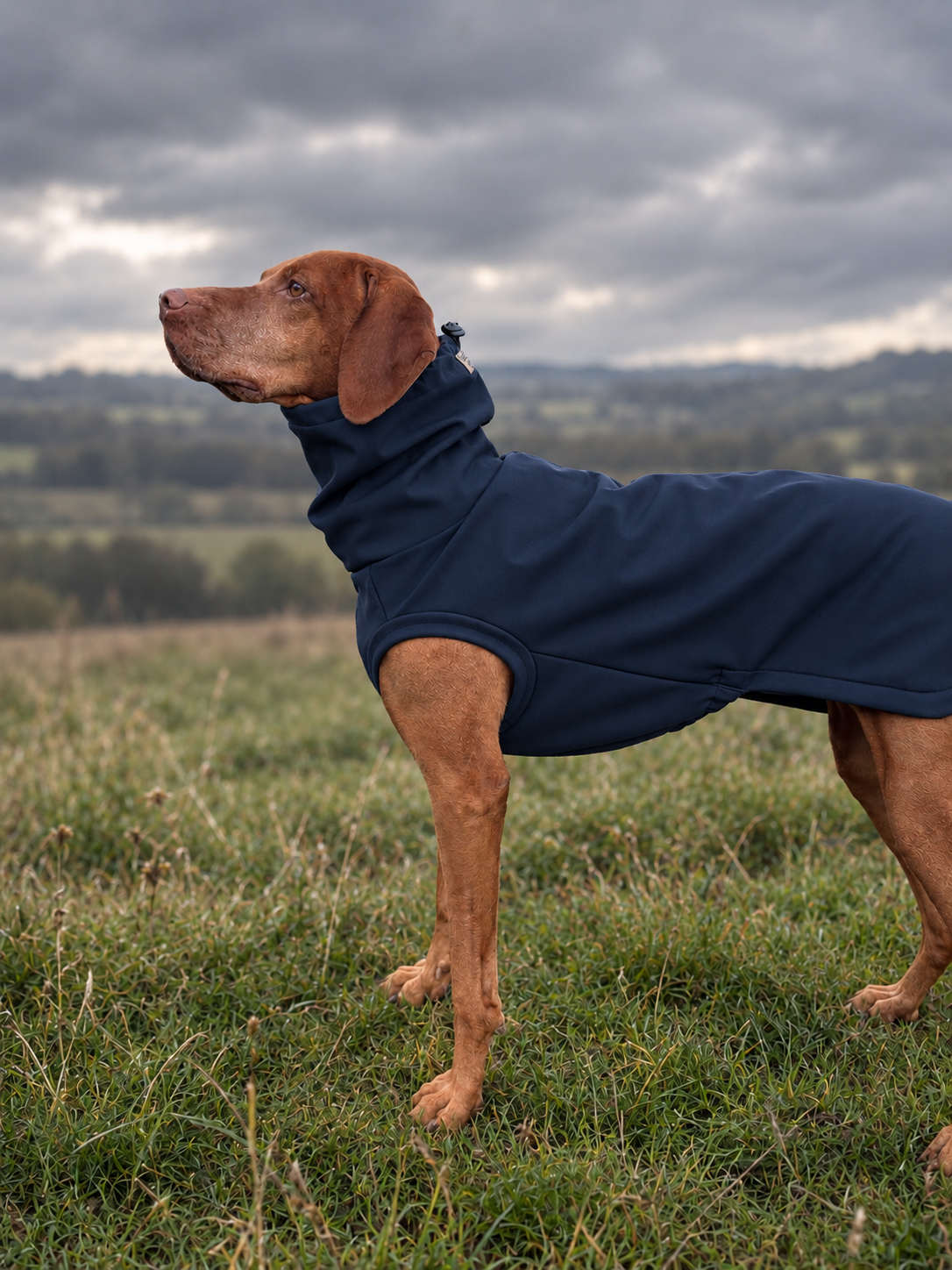 Navy-Coated Dog in Overcast Countryside.png