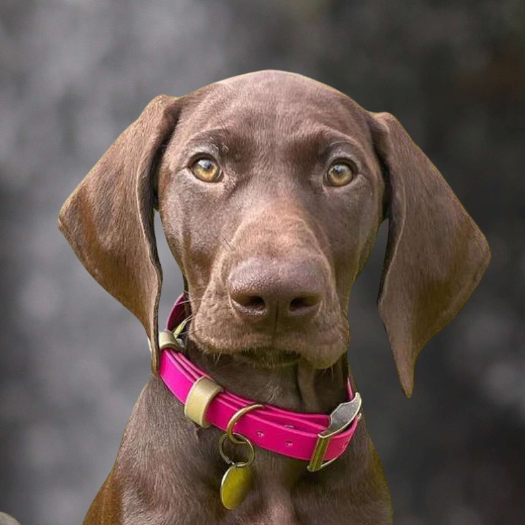 Dog wearing a Dashwood Dog Magenta Pink Single Keeper Waterproof Biothane® Collar