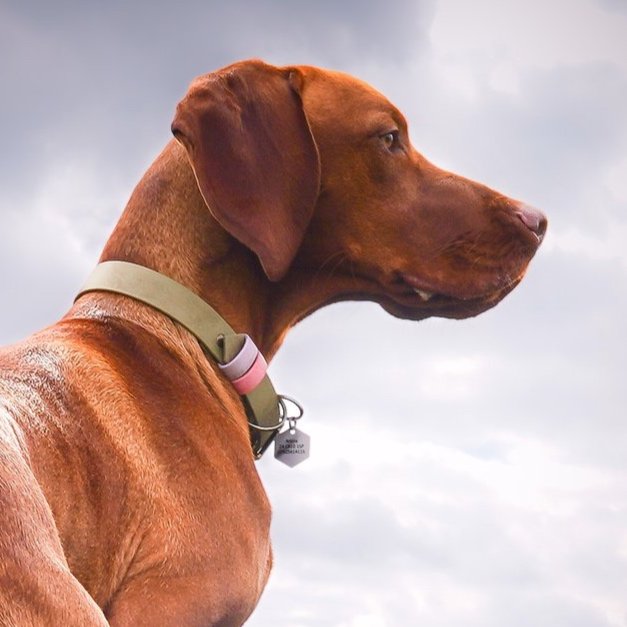 Hungarian Vizsla wearing a Dashwood Dog Khaki Double Keeper Waterproof Biothane® Collar