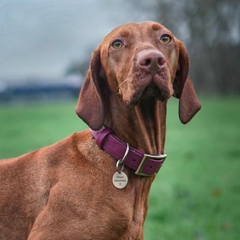 Hungarian Vizsla wearing a Wine Single Keeper Waterproof Biothane® Collar
