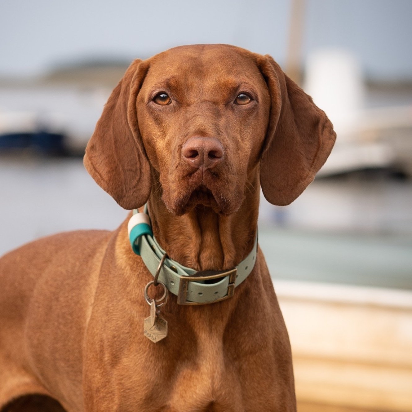 Hungarian Vizsla wearing a Dashwood Dog Sage Green Double Keeper Waterproof Biothane® Collar