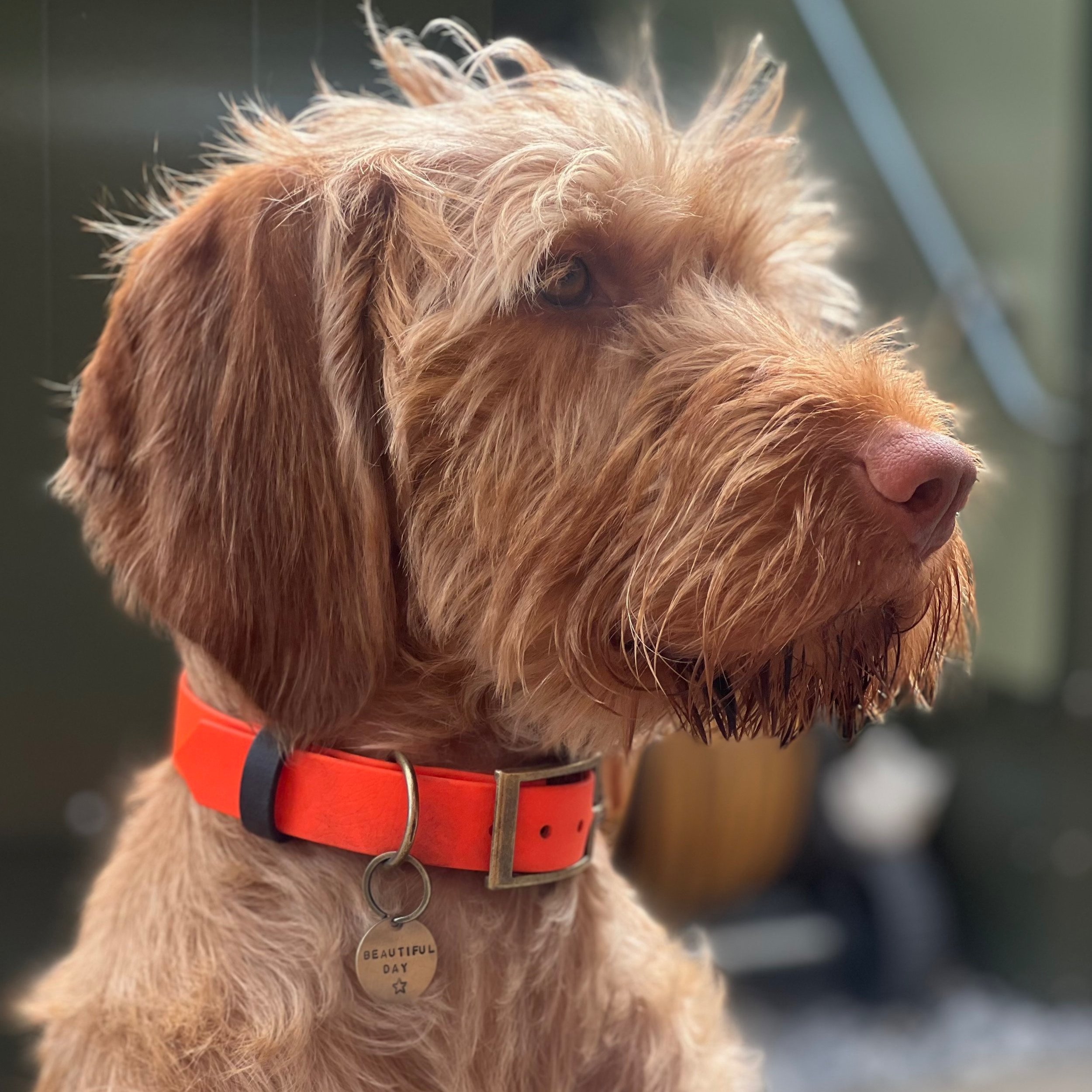 Dashwood Dog Hi Viz Orange Single Keeper Waterproof Biothane® Collar