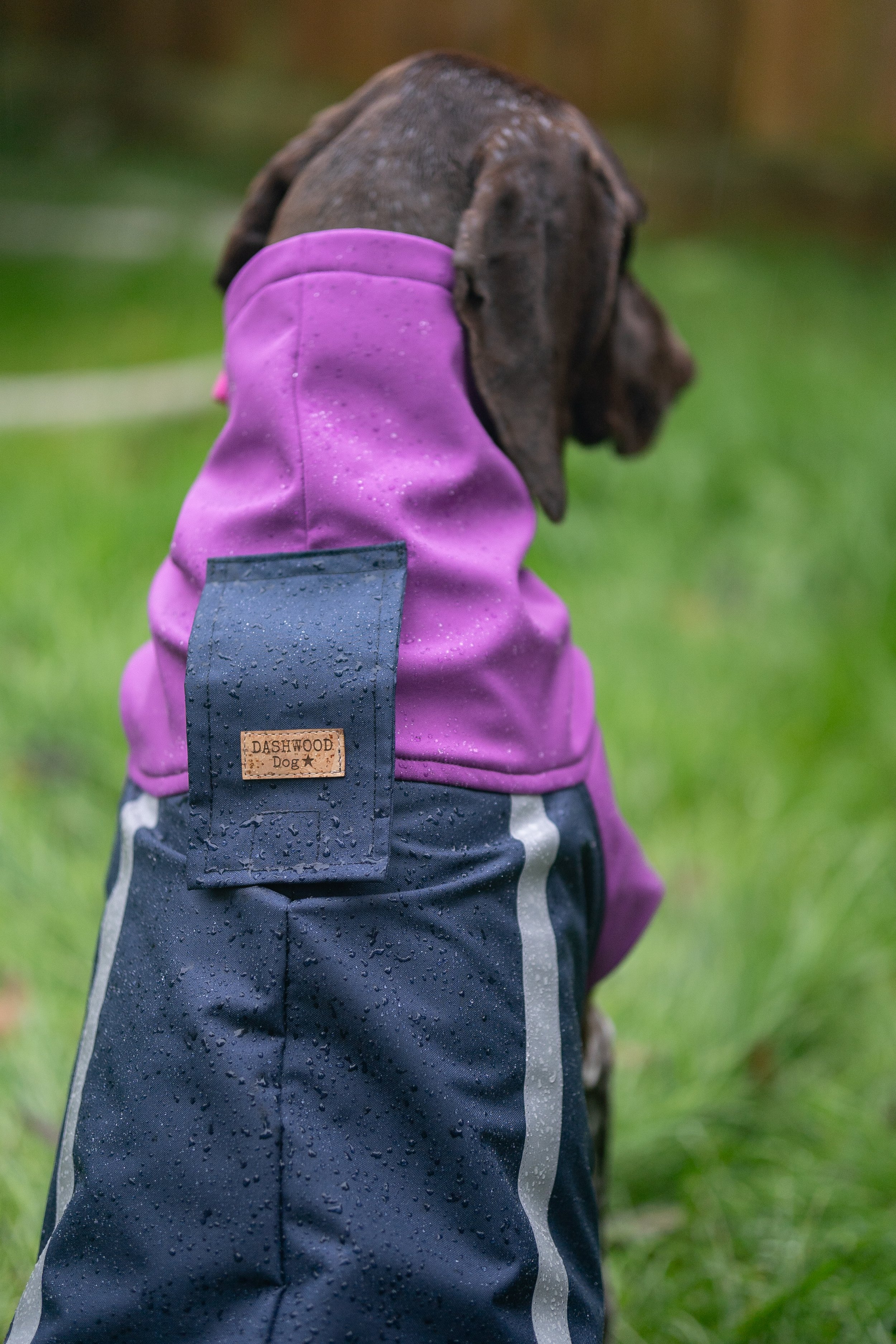 A GSP wearing a Dashwood Dog Navy blue/Orchid Bespoke Waterproof All Weather Coat