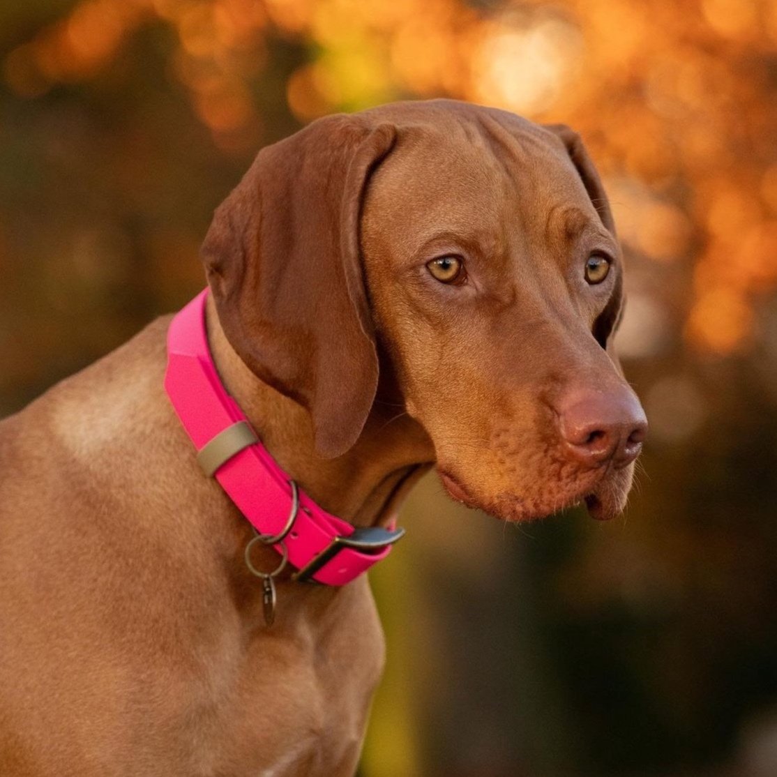Hungarian Vizsla wearing a Dashwood Dog Hot Pink Single Keeper Waterproof Biothane® Collar