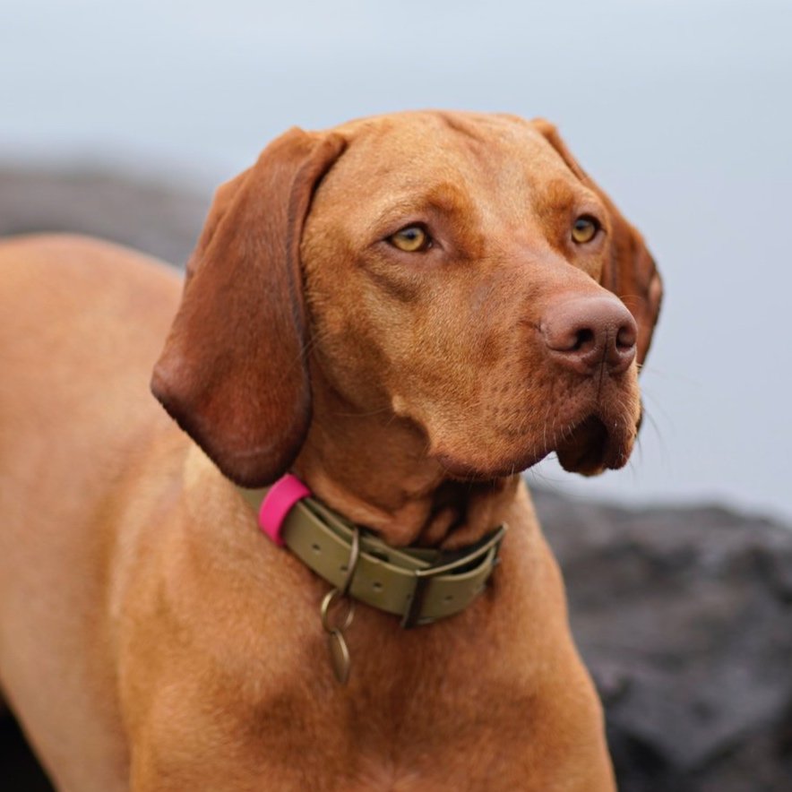 Vizsla wearing a Dashwood Dog Khaki Single Keeper Waterproof Biothane® Collar