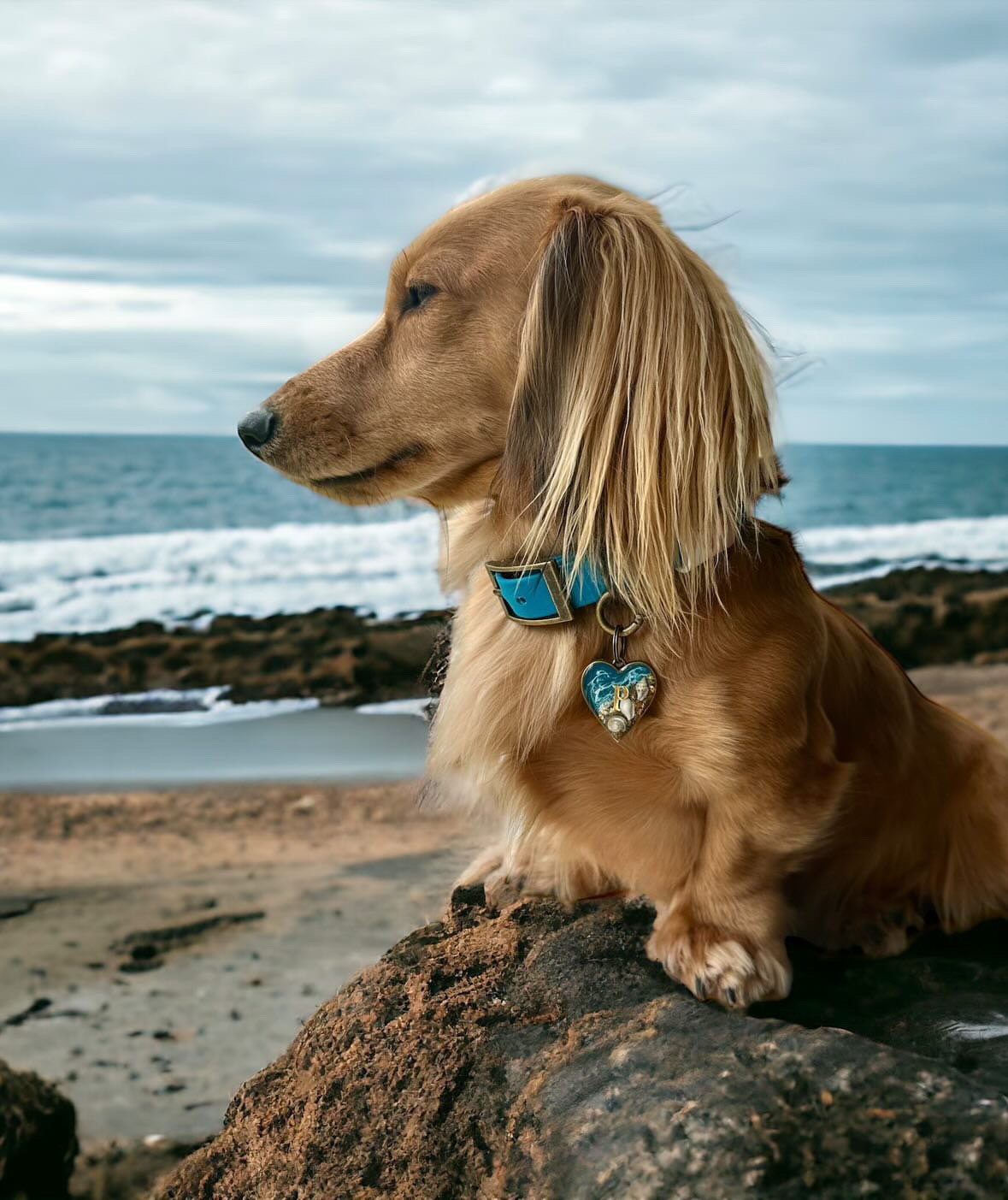 Dog wearing a Dashwood Dog Lagoon Blue Single Keeper Waterproof Biothane® Collar at the beach