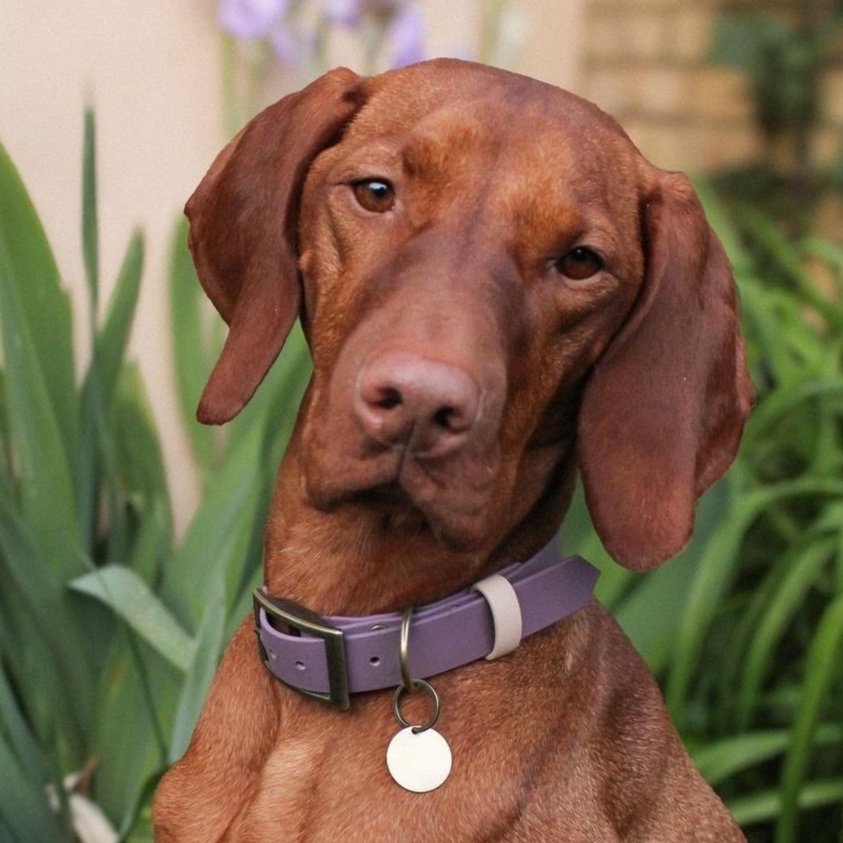 Hungarian Vizsla wearing a Dashwood Dog Lavender Single Keeper Waterproof Biothane® Collar