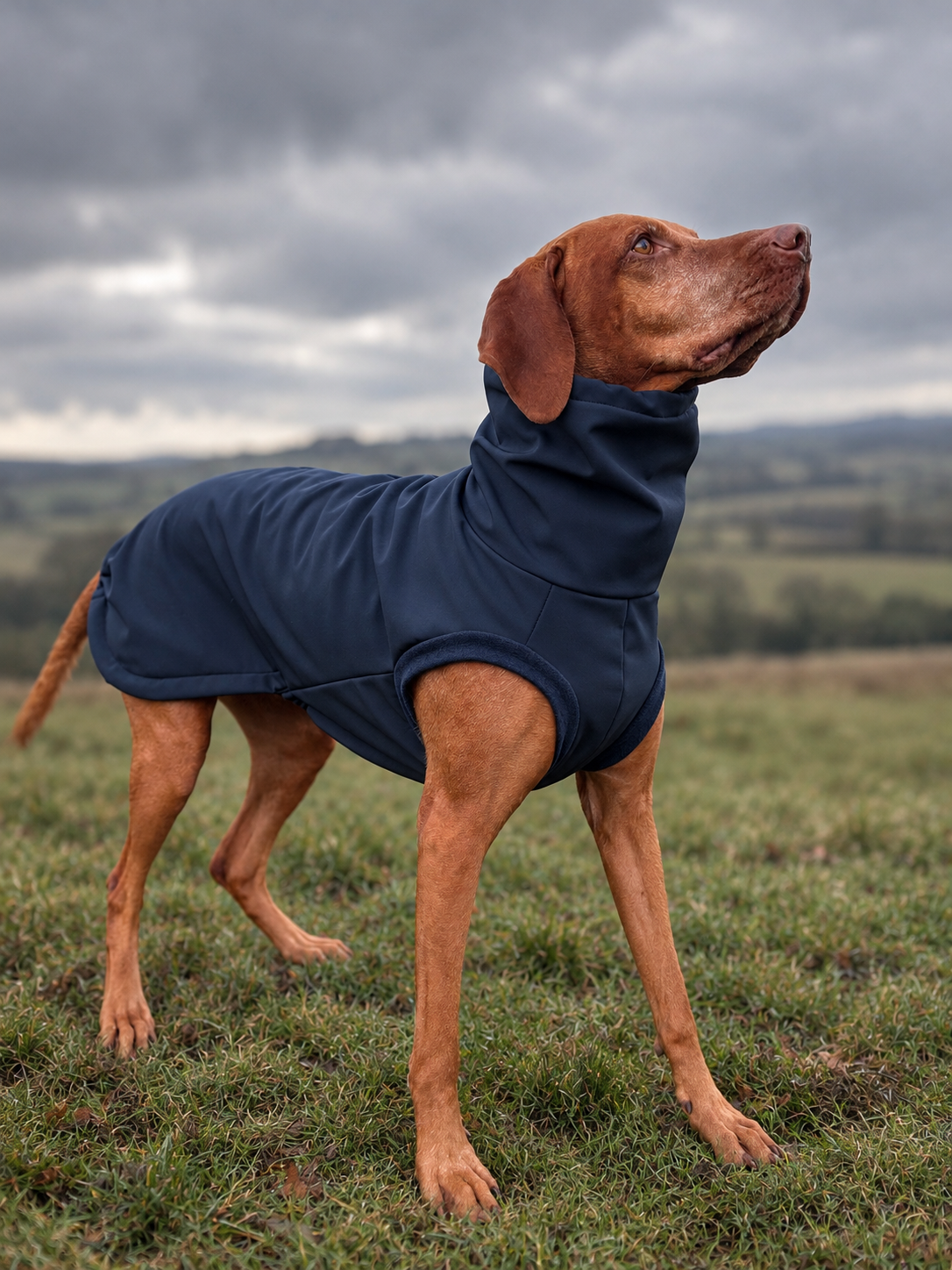 Vizsla in a Navy Winter Coat.png