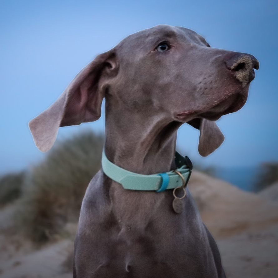 Dog wearing a Dashwood Dog Sage Green Single Keeper Waterproof Biothane® Collar