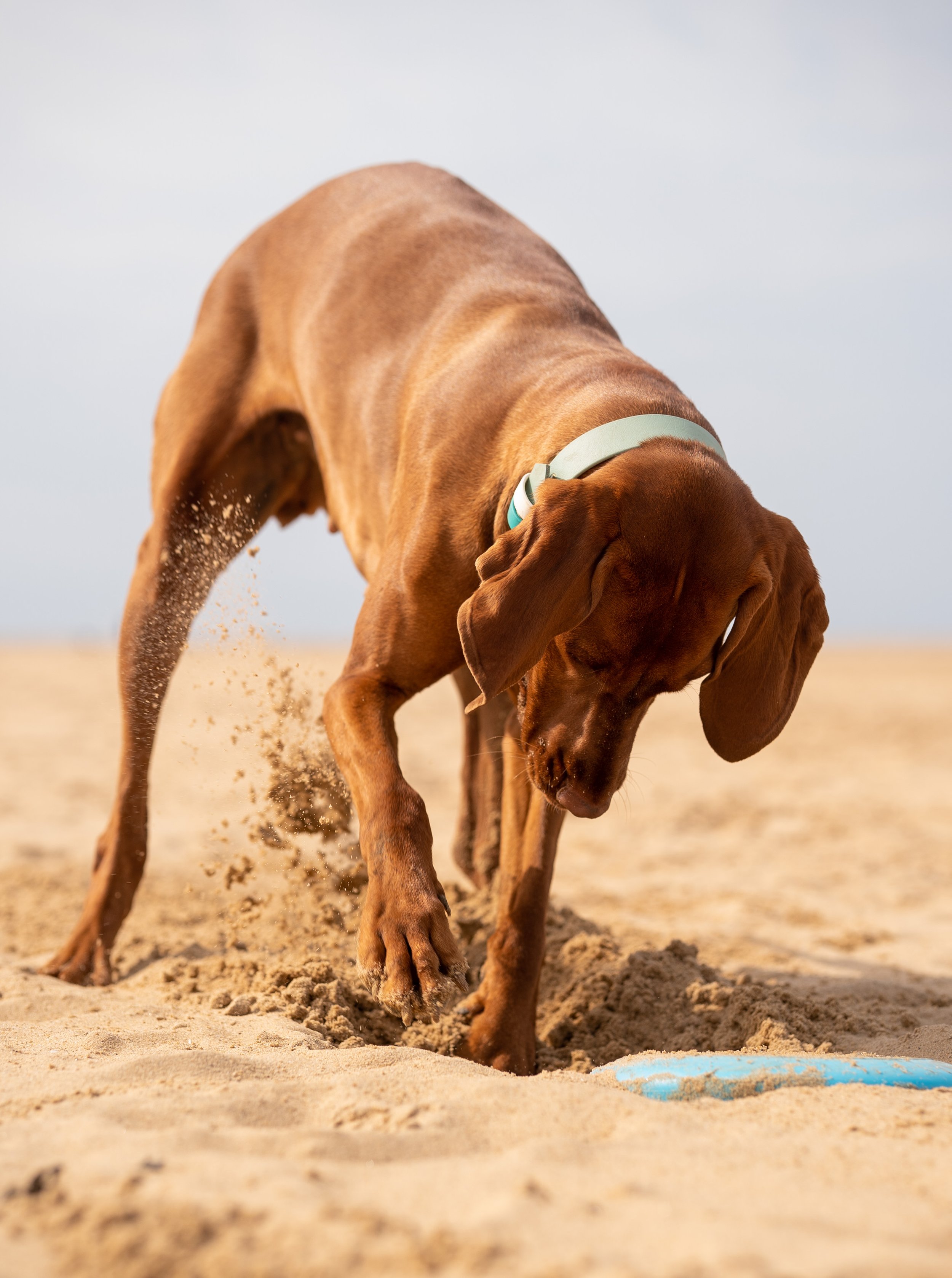 Hungarian Vizsla wearing a Dashwood Dog Sage Green Double Keeper Waterproof Biothane® Collar