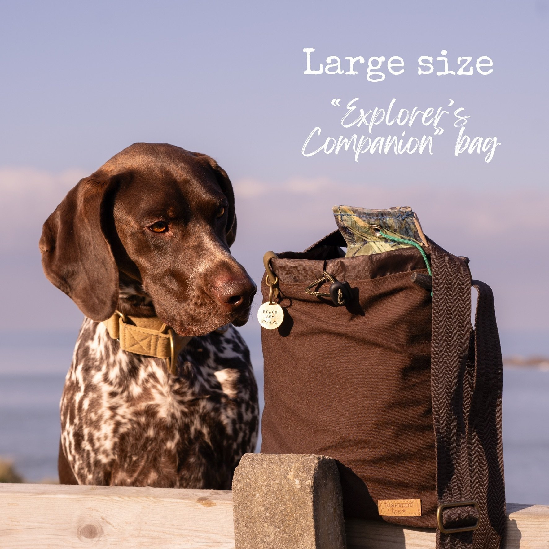 Dashwood Dog Explorers companion bag being checked out by a German Shorthaired Pointer
