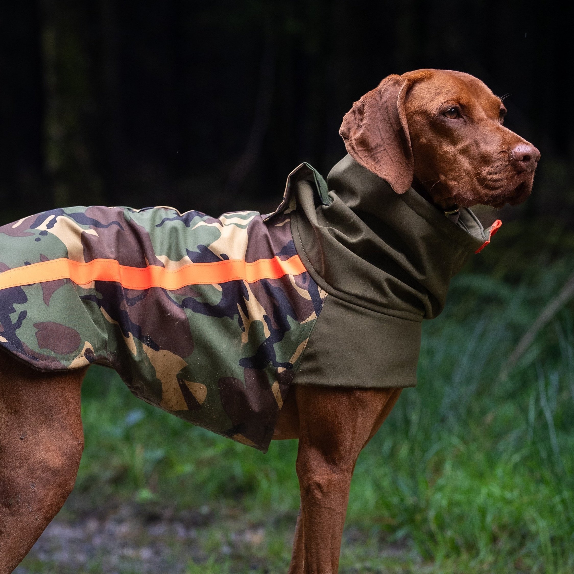 A vizsla wearing a Dashwood Dog Neon Brights - Design Your Own Bespoke Waterproof All Weather Coat