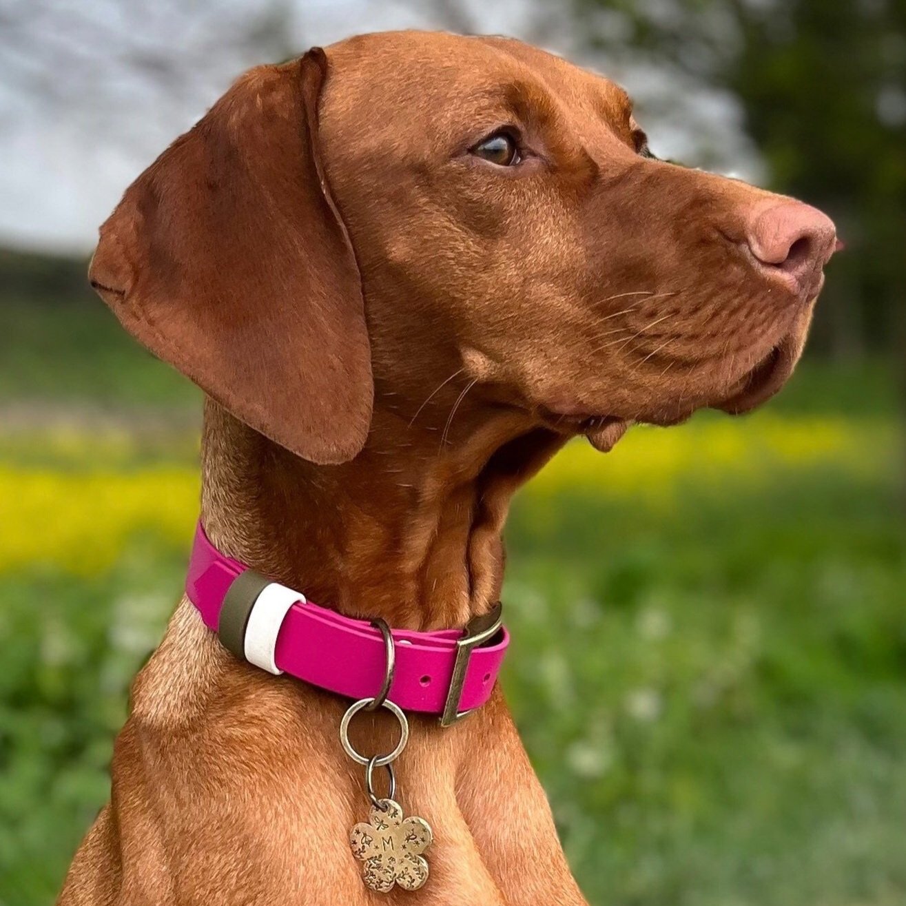 Hungarian Vizsla wearing a Dashwood Dog Magenta Pink Double Keeper Waterproof Biothane® Collar