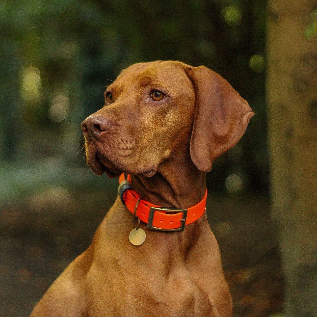 Hungarian Vizsla wearing a Dashwood Dog Hi Viz Orange Double Keeper Waterproof Biothane® Collar
