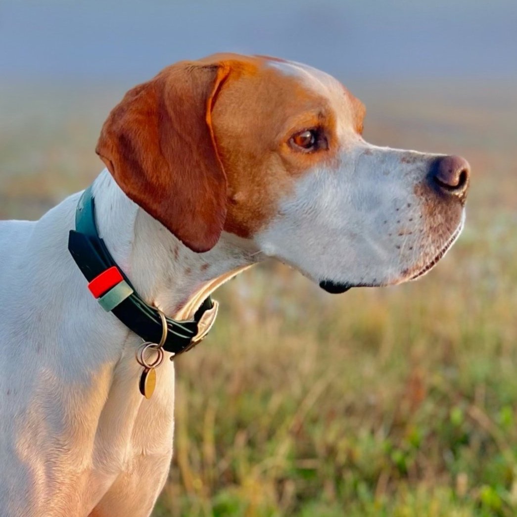 Dog wearing a Dashwood Dog Hunter Green Double Keeper Waterproof Biothane® Collar