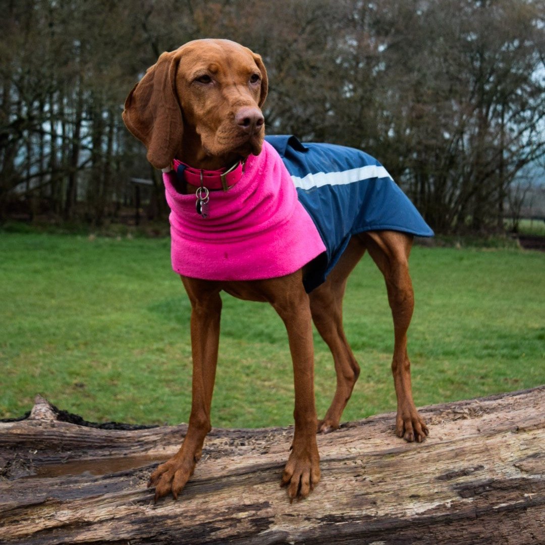 A Vizsla wearing a Dashwood Dog Navy/pink bespoke coat - waterproof back & fleece snood
