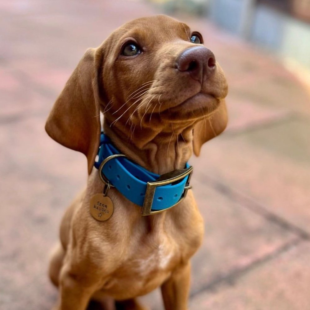 Gorgeous Hungarian Vizsla Puppy wearing a Dashwood Dog Puppy sized Biothane collar