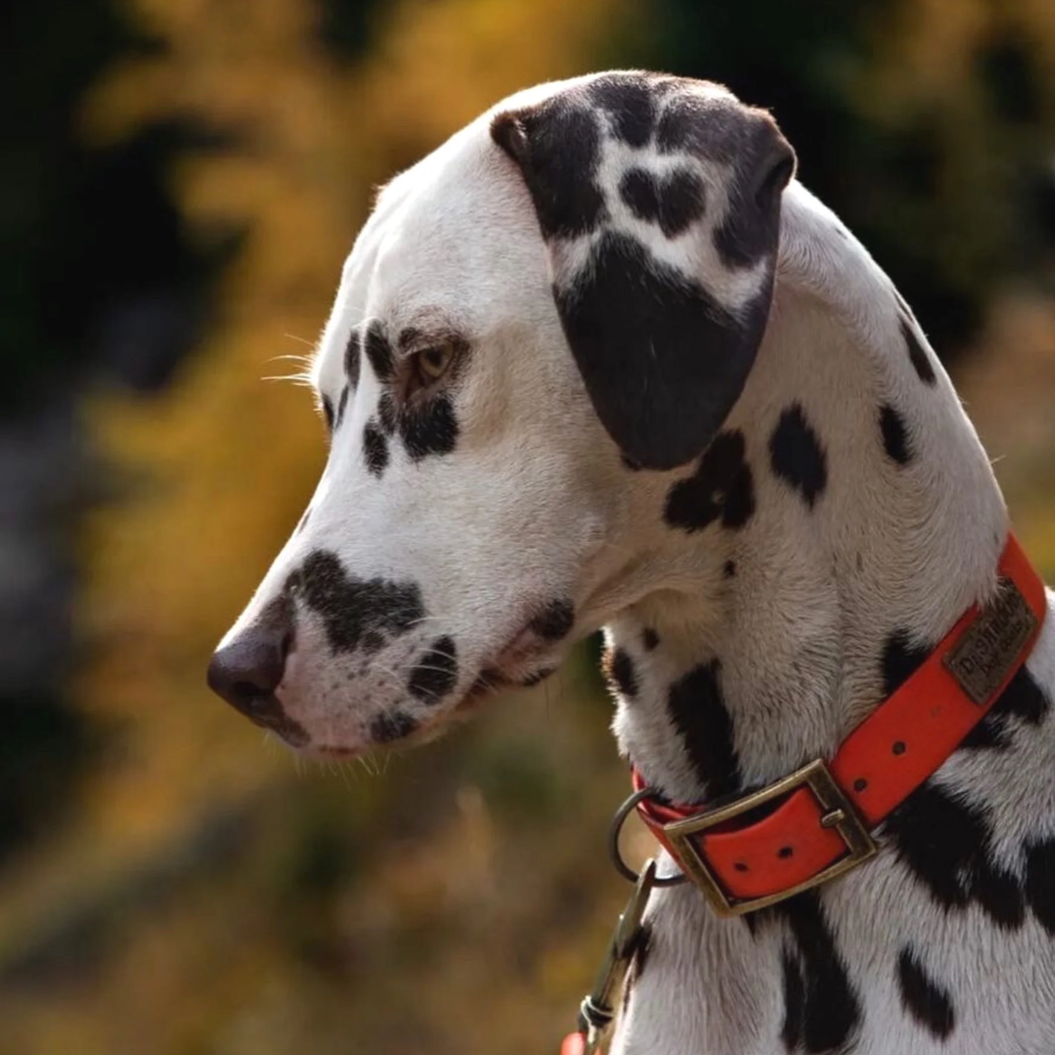 Dalmation Dog wearing a Dashwood Dog Hi Viz Orange Single Keeper Waterproof Biothane® Collar