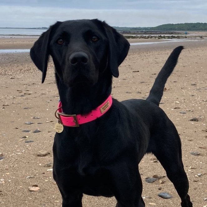 Black Labrador wearing a Dashwood Dog Hot Pink Single Keeper Waterproof Biothane® Collar Physical Product
