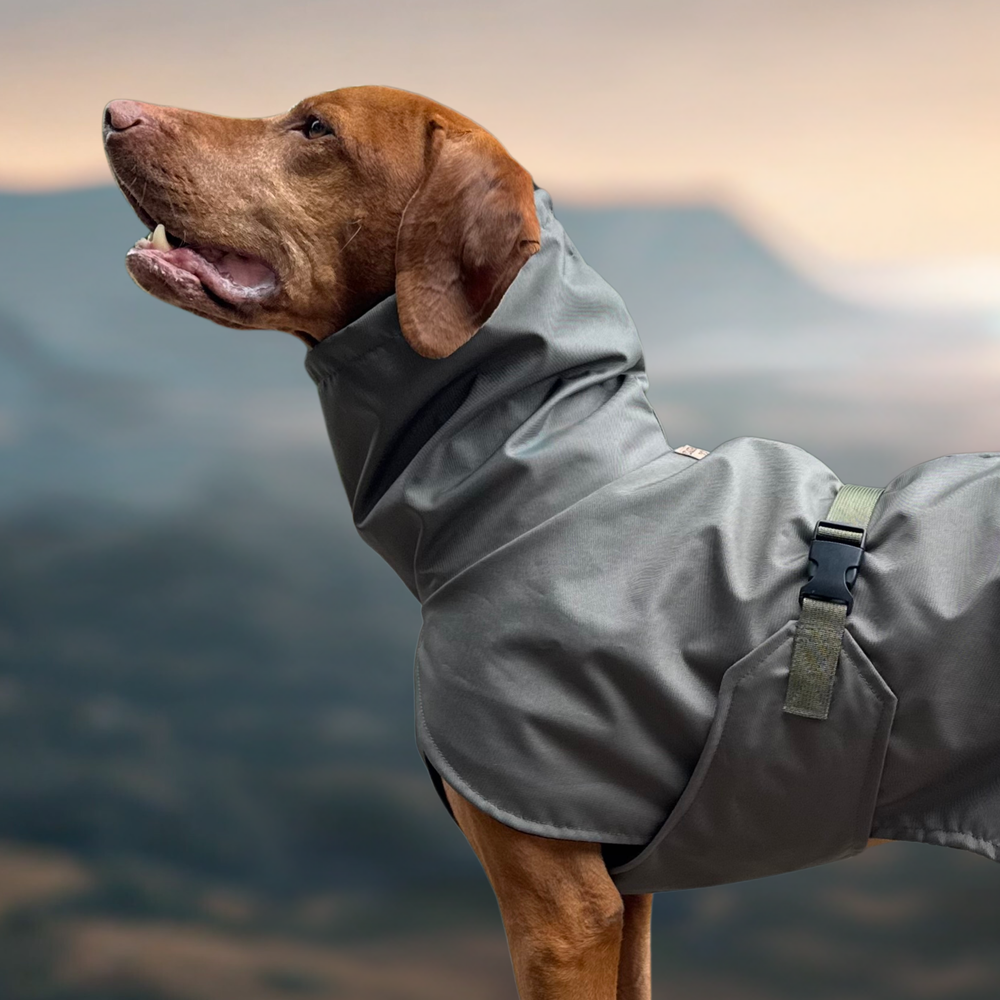 Dashwood Dog Vizsla GSP Raincoat — DASHWOOD DOG ☆