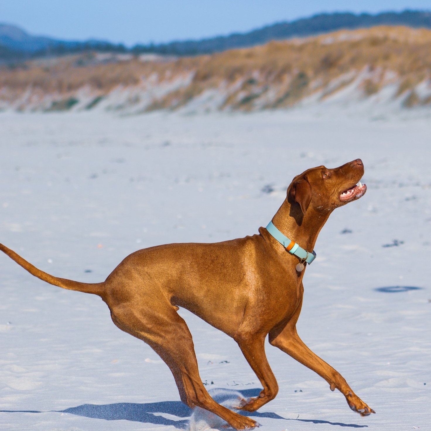 Hungarian Vizsla at the beach wearing a Dashwood Dog Sage Green Double Keeper Waterproof Biothane® Collar