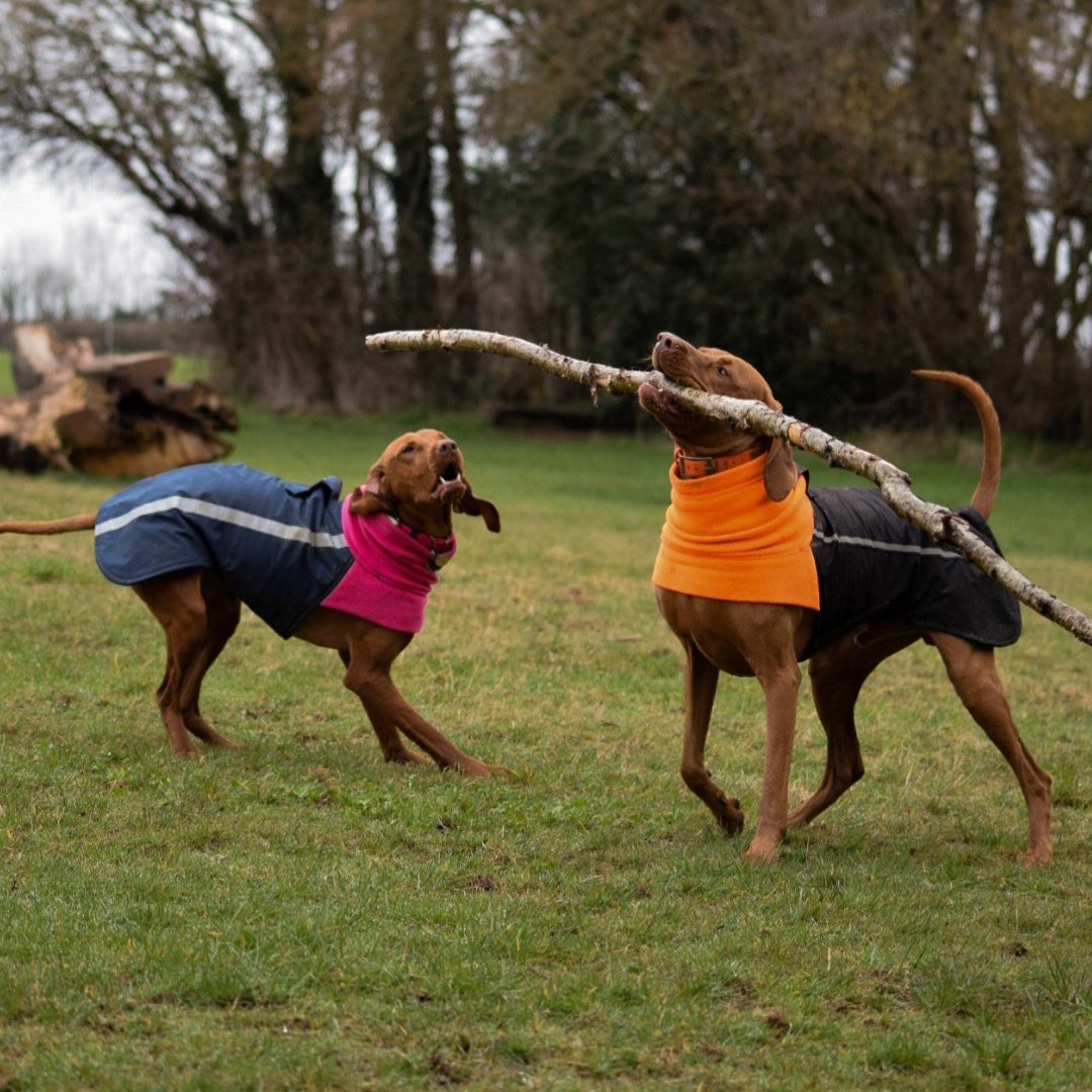 Two Vizslas playing with a stick while wearing a Dashwood Dog Navy/pink bespoke coat - waterproof back & fleece snood