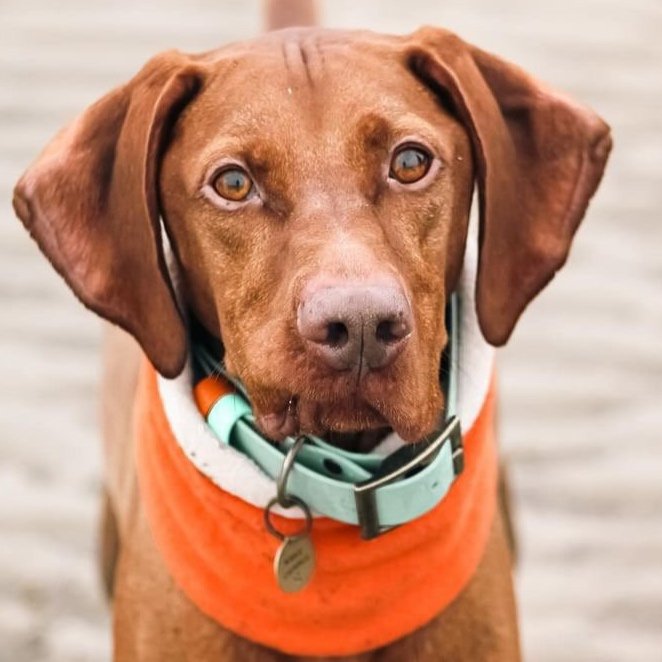 Hungarian Vizsla wearing a Dashwood Dog Snood and a Dashwood Dog Sage Green Double Keeper Waterproof Biothane® Collar