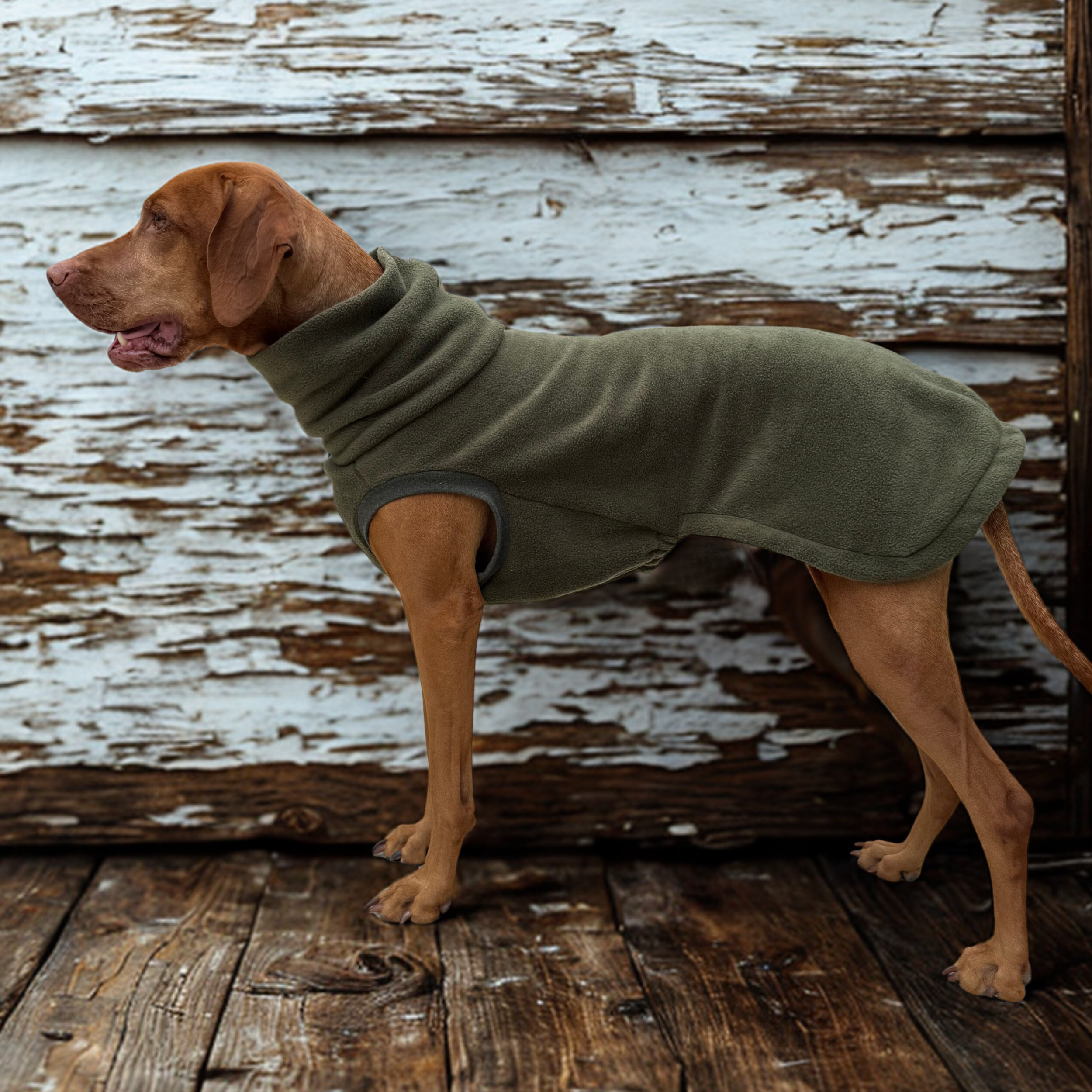 Vizsla wearing a Dashwood Dog Fleece (Copy)