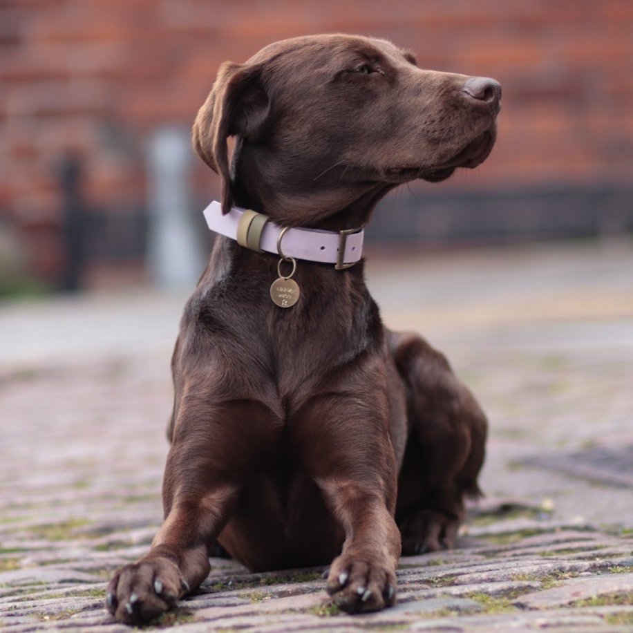 Dog wearing a Dashwood Dog Lilac Double Keeper Waterproof Biothane® Collar