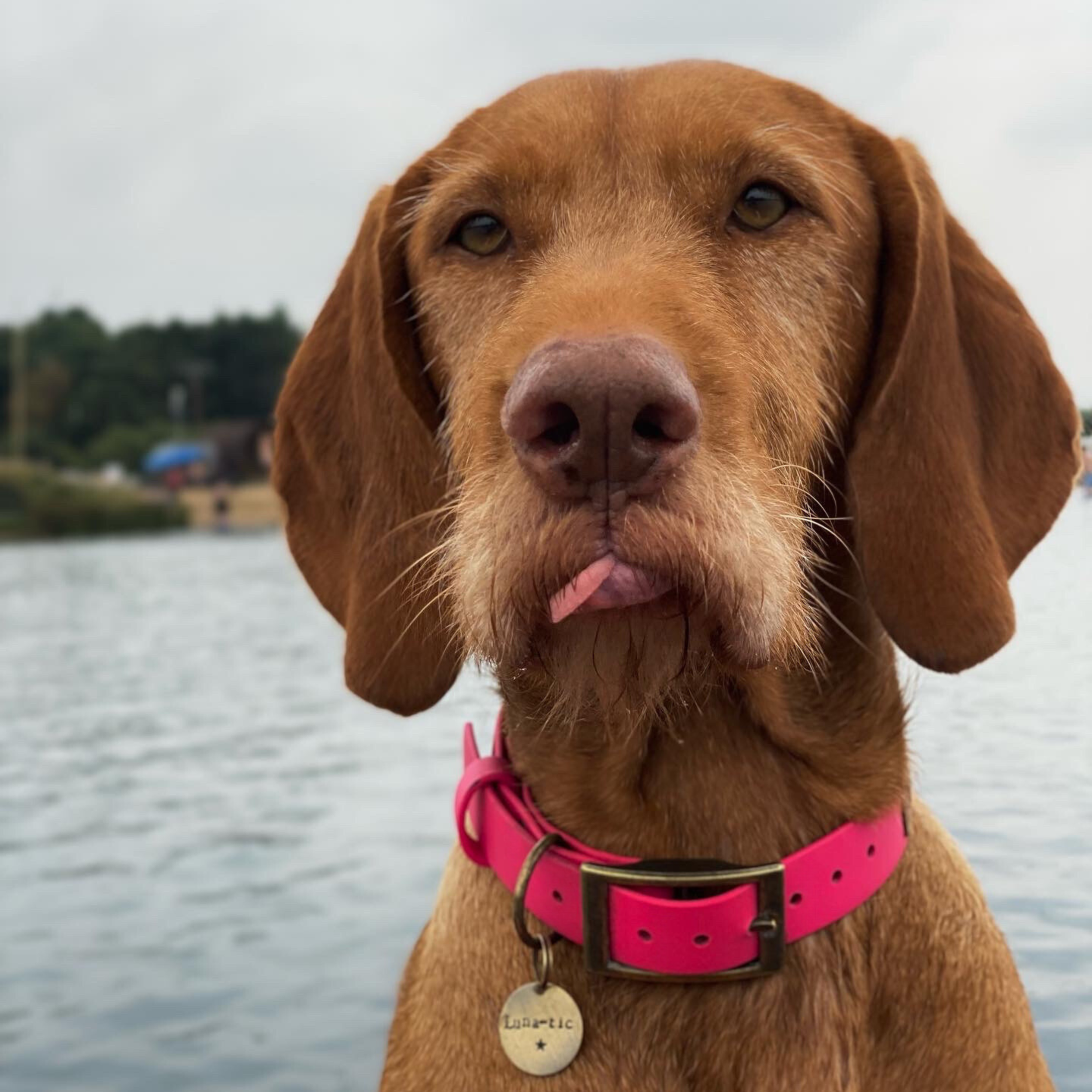 Wirehaired Vizsla wearing a Dashwood Dog Hot Pink Single Keeper Waterproof Biothane® Collar