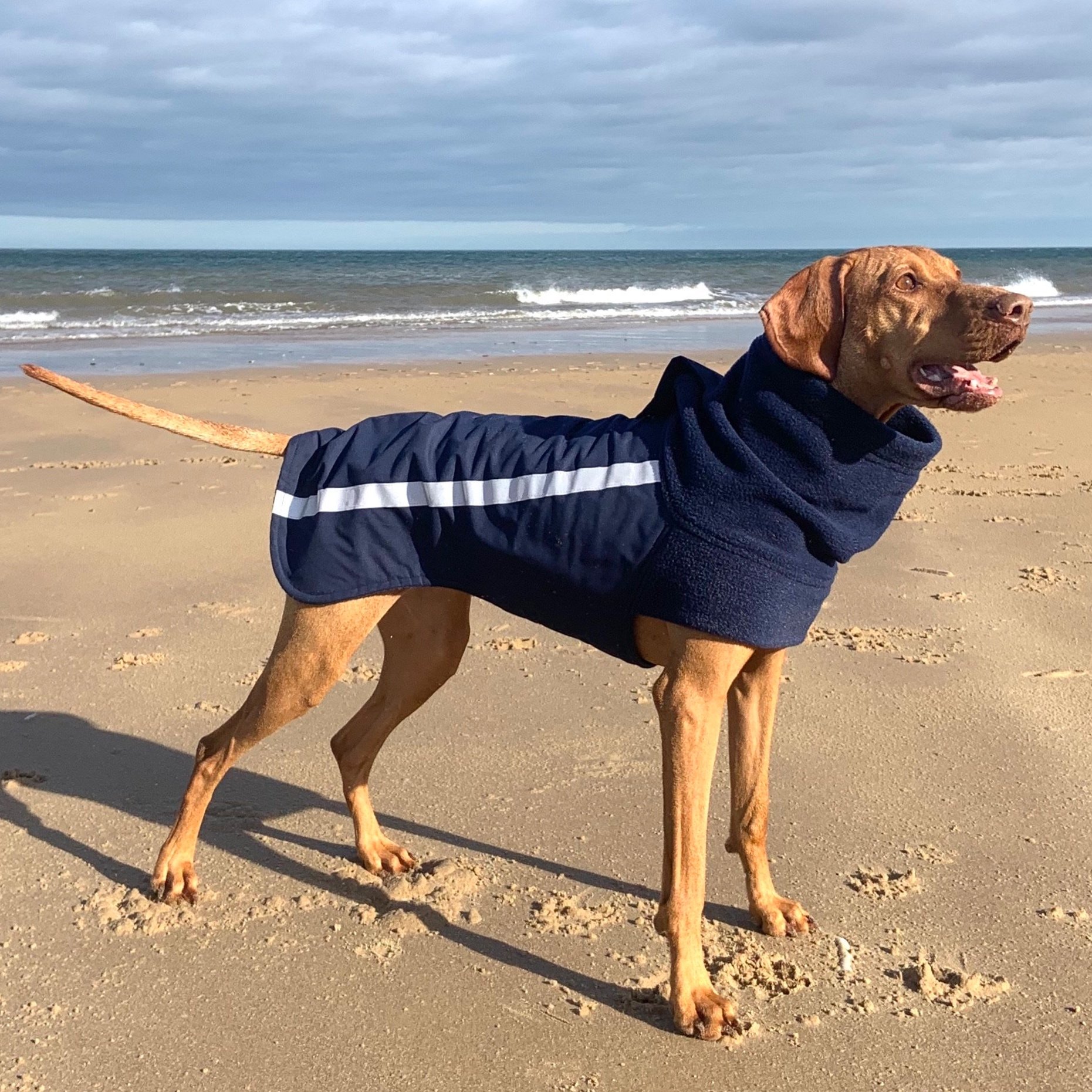Vizsla wearing a Dashwood Dog Navy bespoke coat - waterproof back & fleece snood at the beach