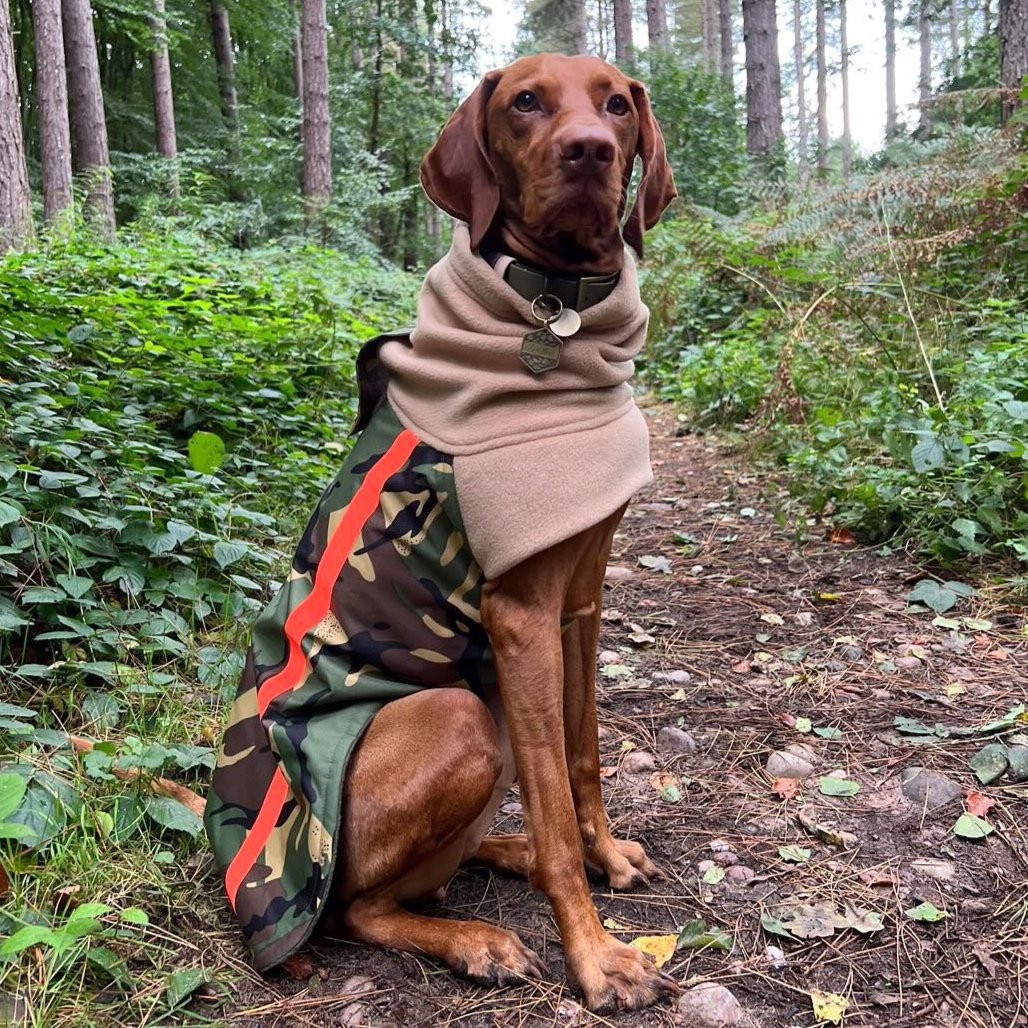 Vizsla wearing a Dashwood Dog Green Camo/Caramel coat - waterproof back & fleece snood