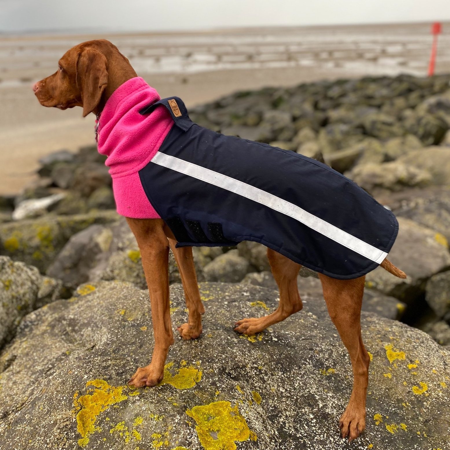 A Vizsla wearing a Dashwood Dog Navy/pink bespoke coat - waterproof back & fleece snood