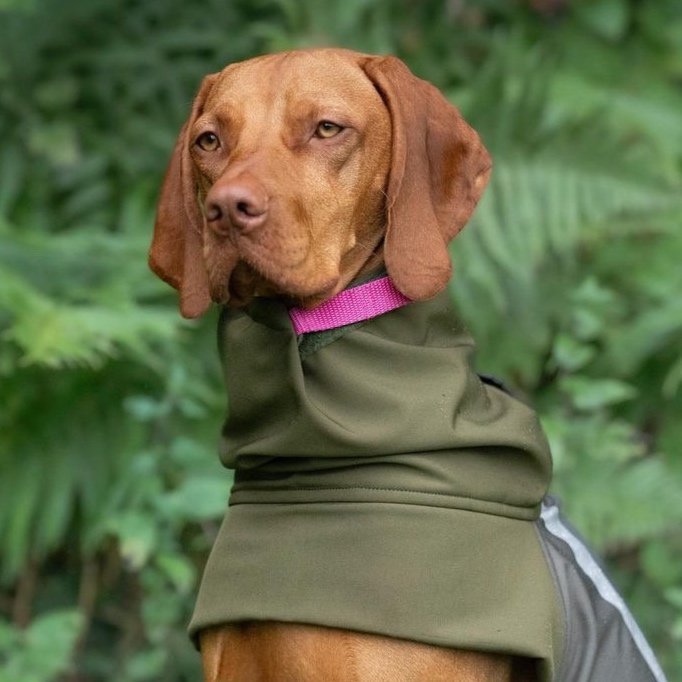 A Vizsla Dog wearing a Dashwood Dog Olive Green Bespoke Waterproof All Weather Coat
